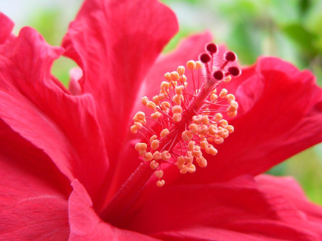 Garnishing with flowers