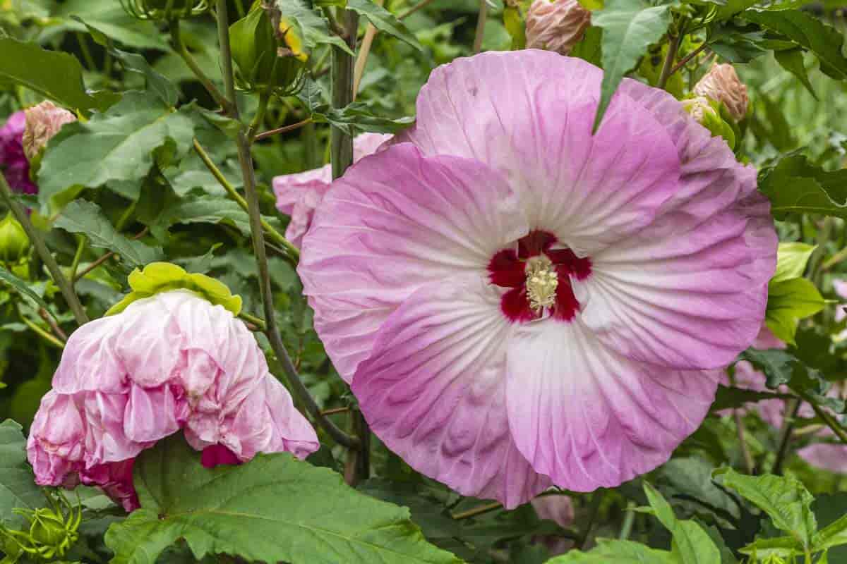 Hibiscus Tree: How To Grow And Care For A Hibiscus Plant