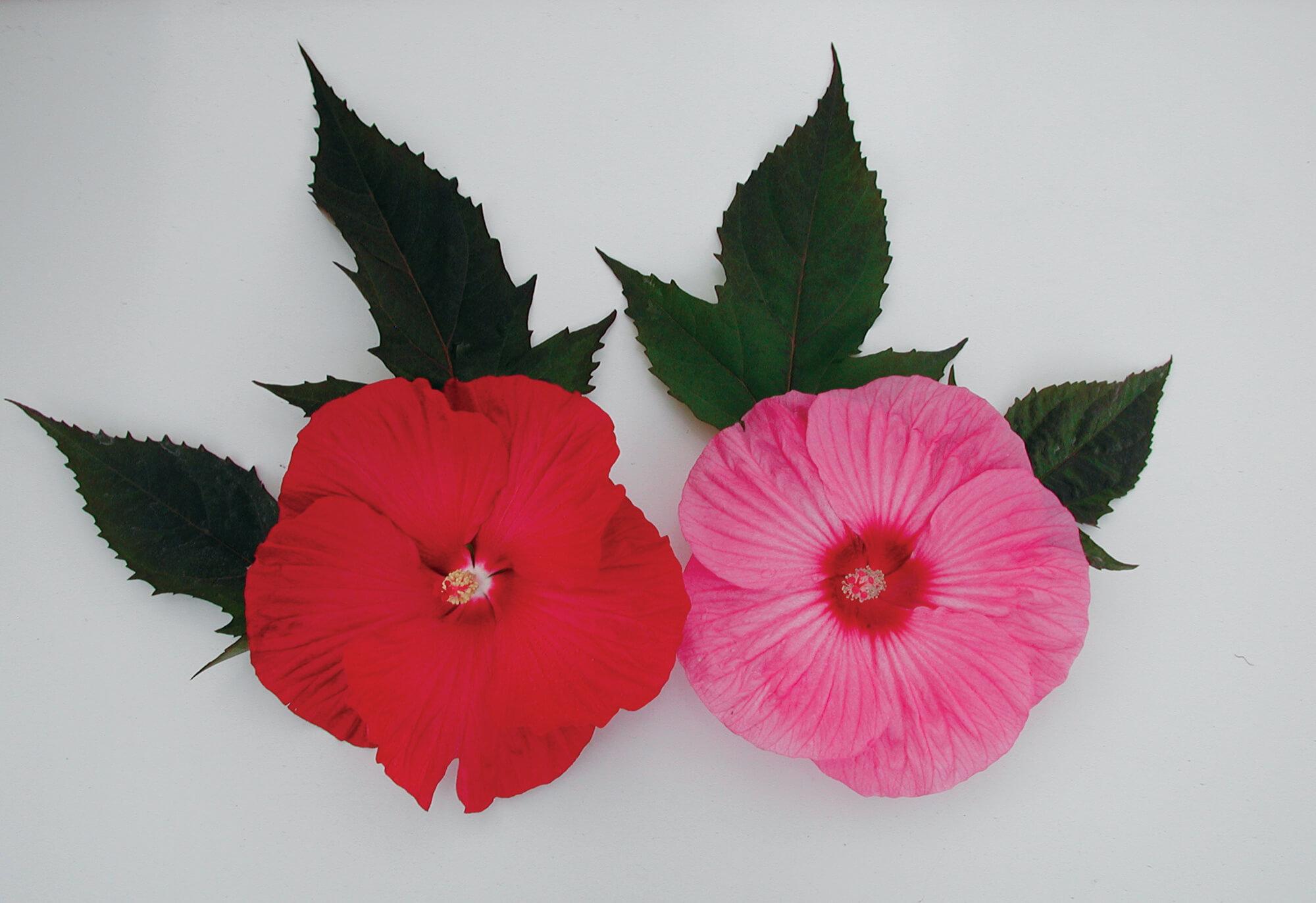 Rose Mallow 'Brandy Punch:' Pink Hibiscus Flower. Rozanne™