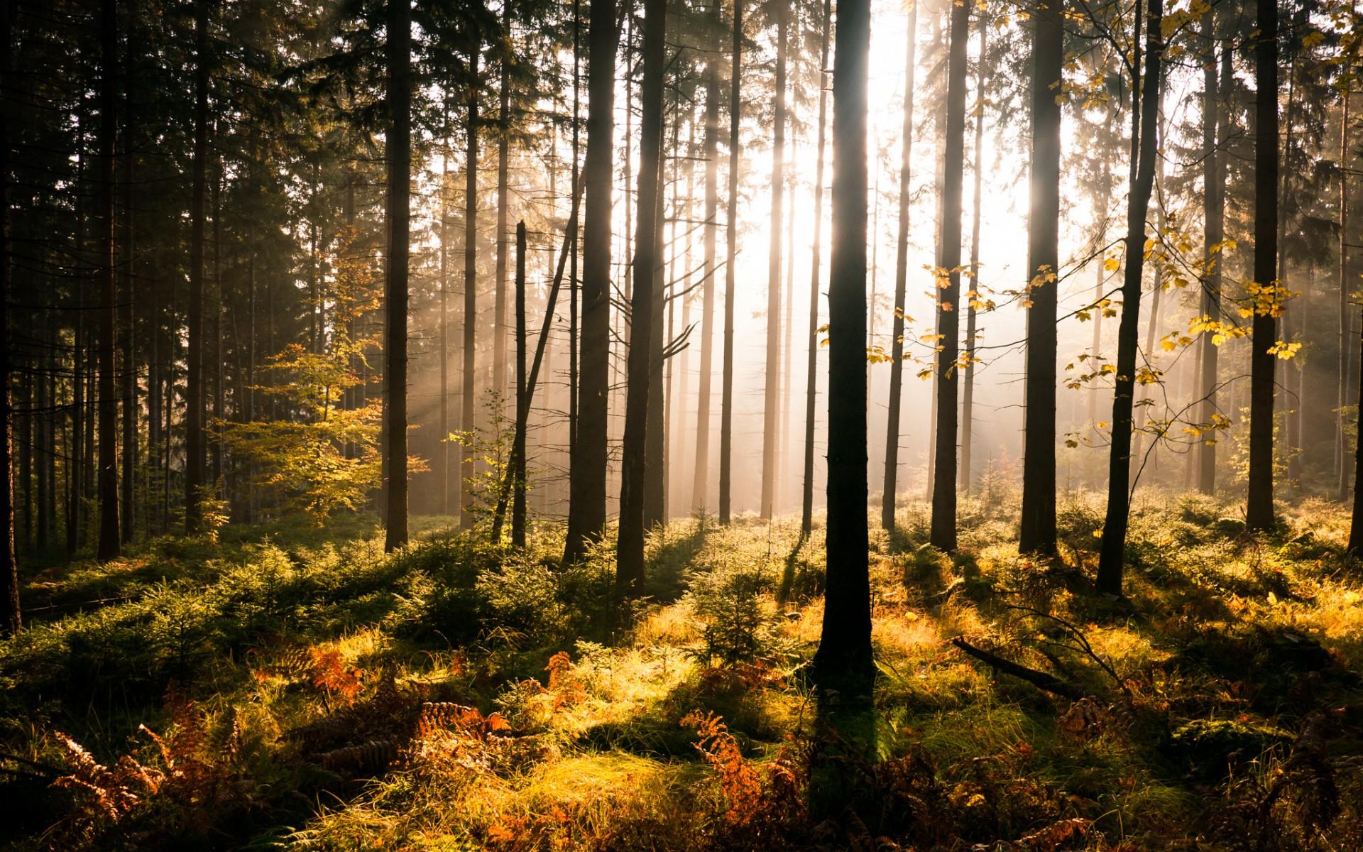 Forest Sun Rays Wallpapers - Wallpaper Cave