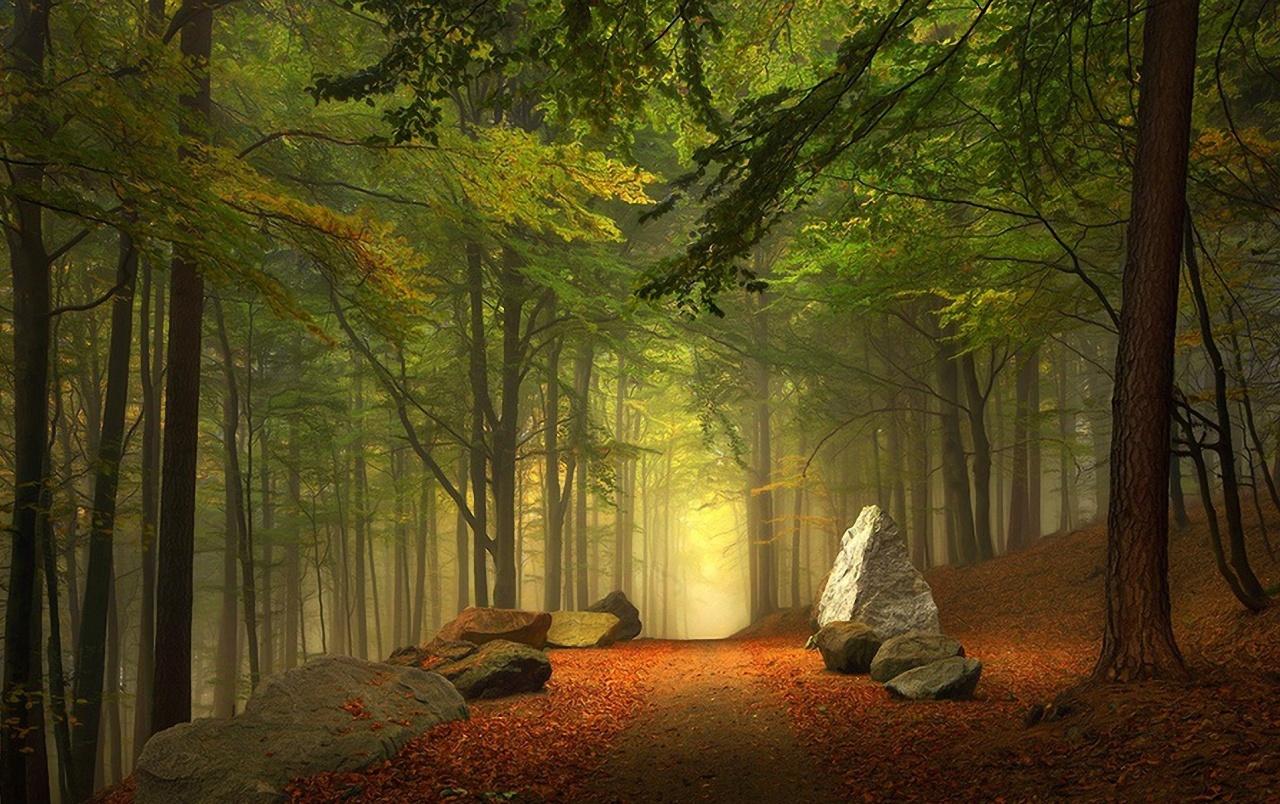 Mysterious Forest Leaves Light wallpaper. Mysterious Forest Leaves