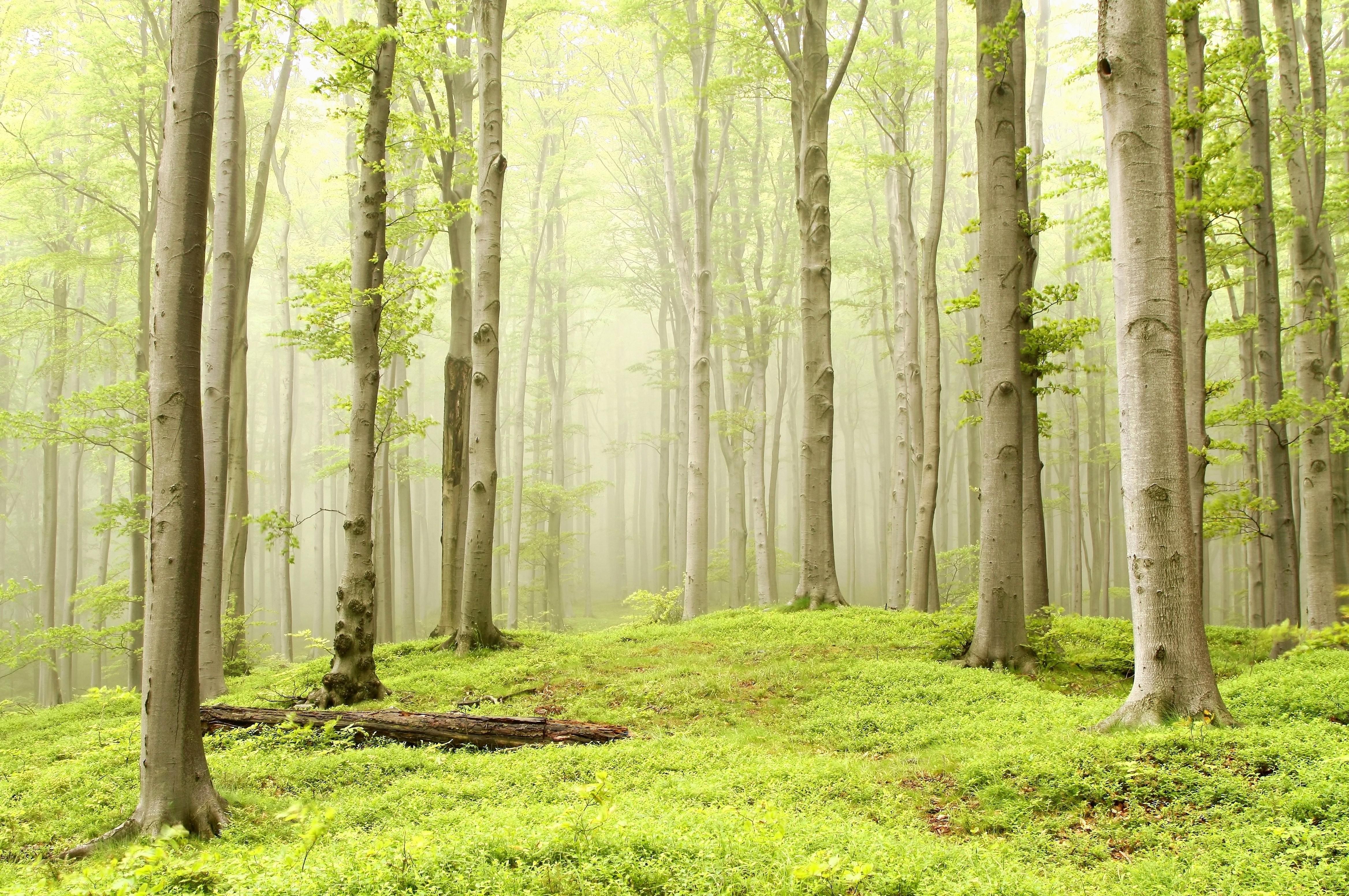 forest trees light green wallpaper and background. Nature