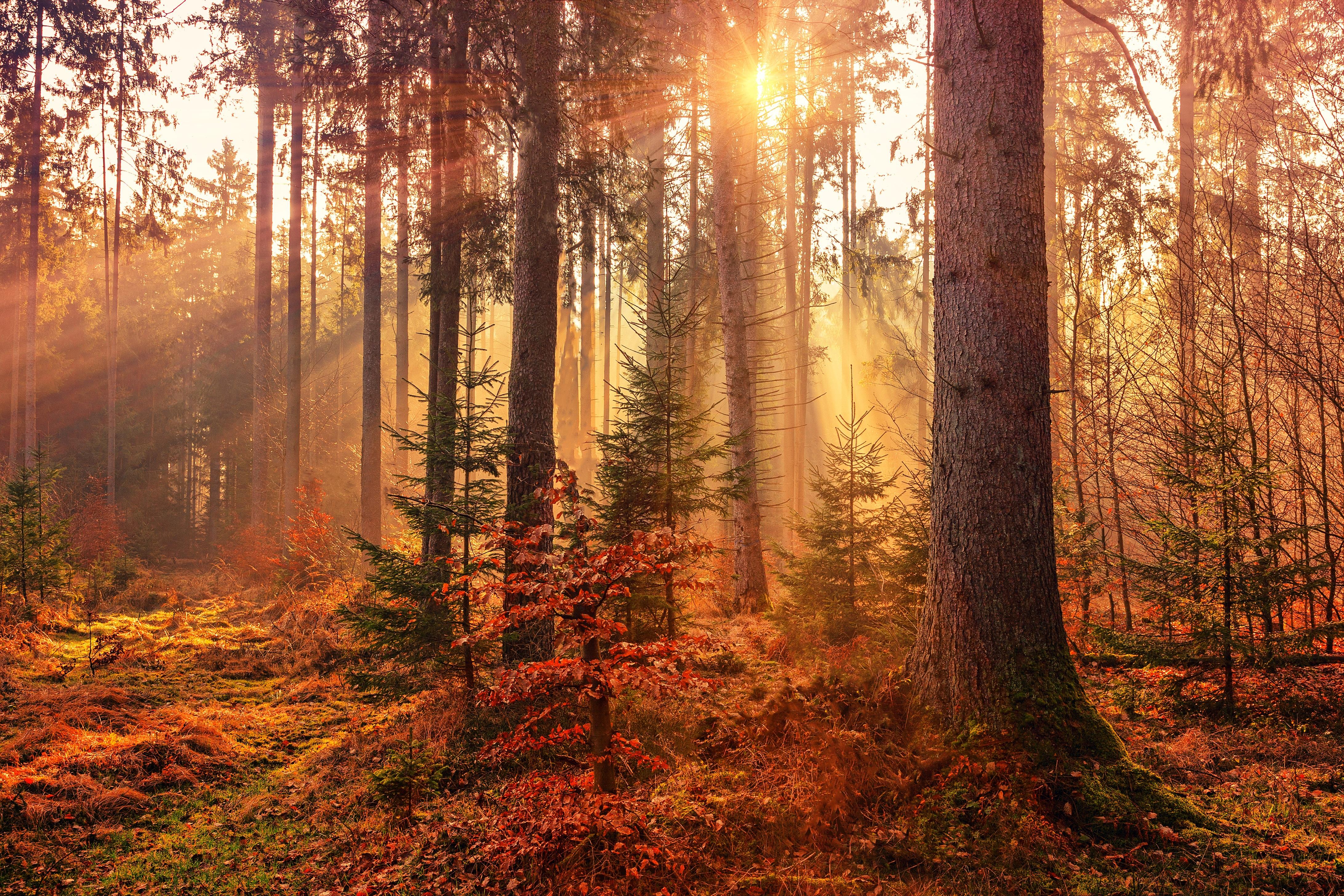 Autumn Sunbeams Forest Light Rays 5k, HD Nature, 4k Wallpaper