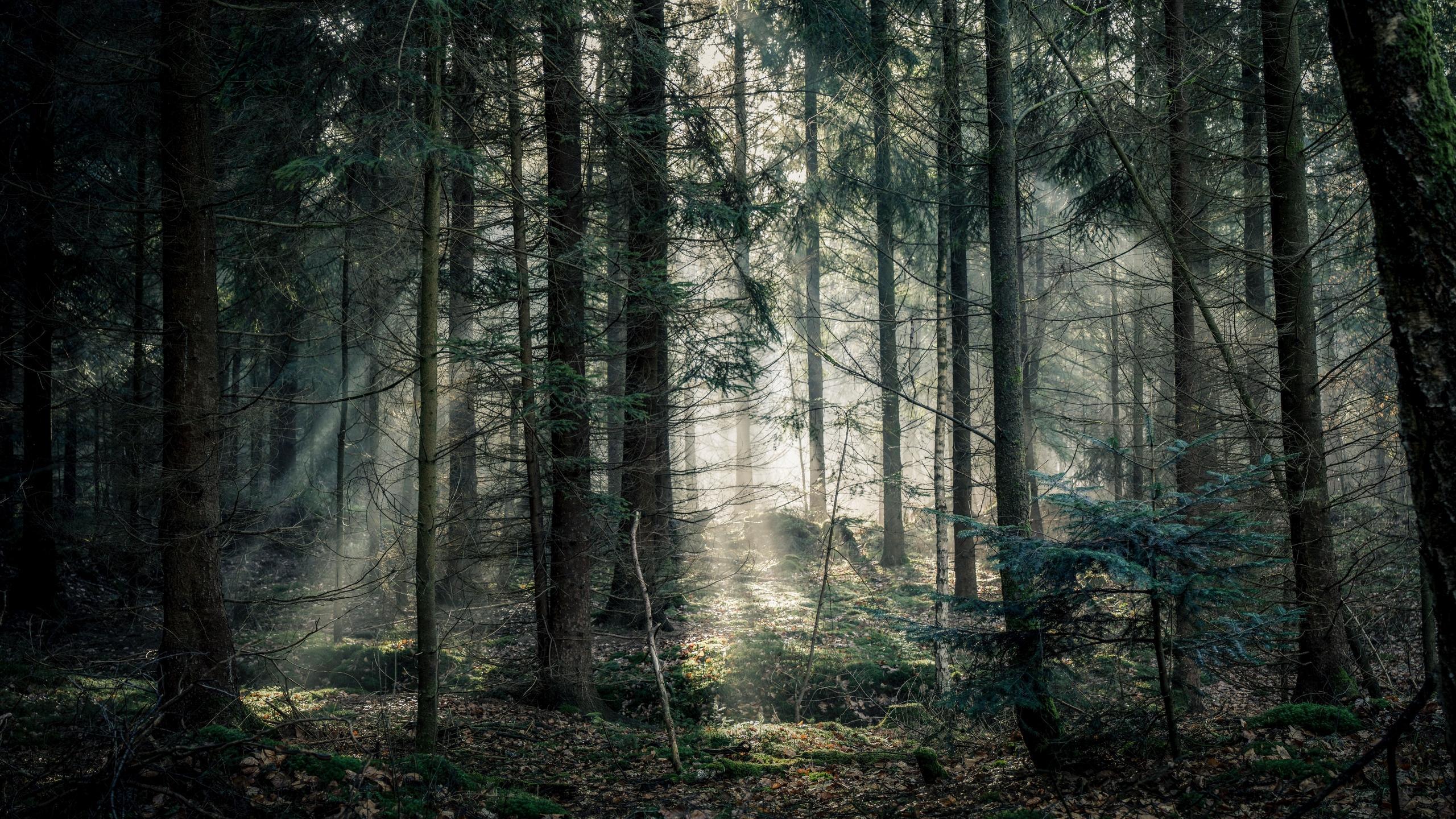 Download wallpaper 2560x1440 forest, fog, trees, branches, light