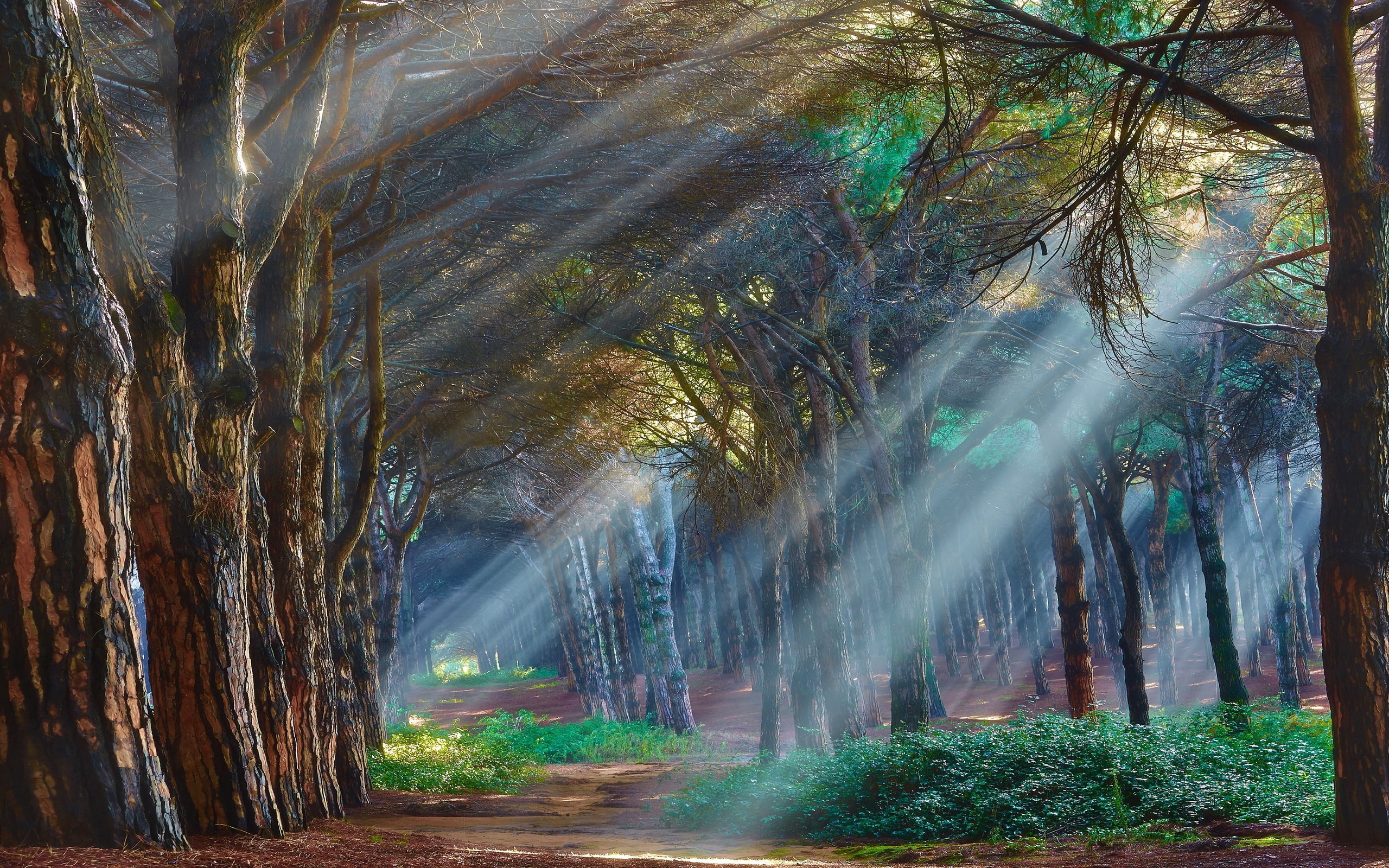 forest road sun rays day light Wallpaper and Free Stock