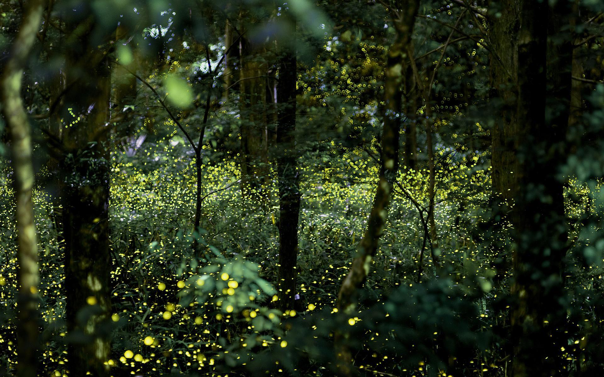 Into the Forest of Fireflies' Light Wallpaper 10 X 1200