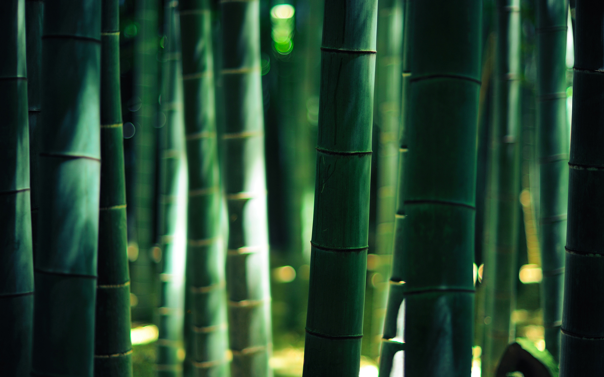 Bamboo Wood Forest Golden Light Free Wallpaper HD