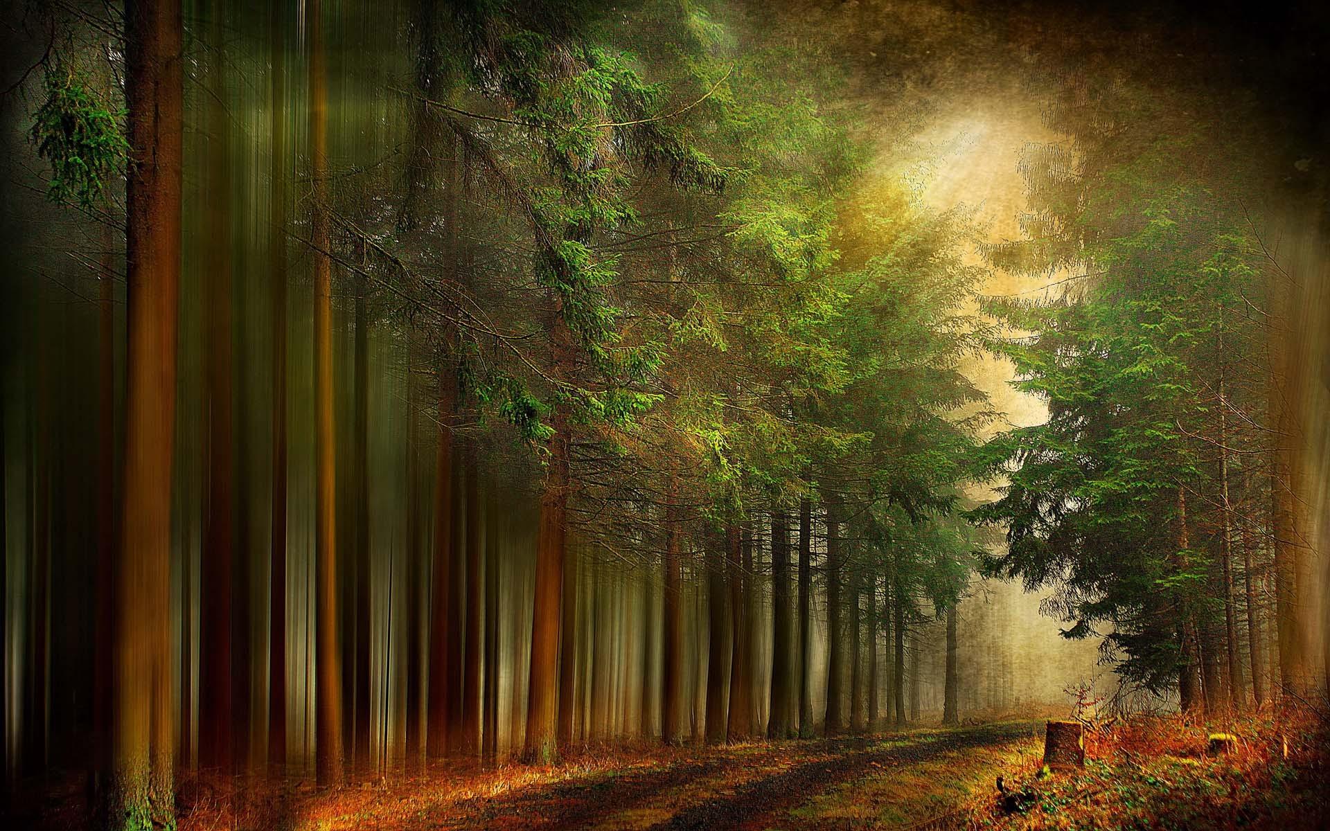 Forests: Mist Light Way Forest Trees Lost Path Wallpaper HD for HD