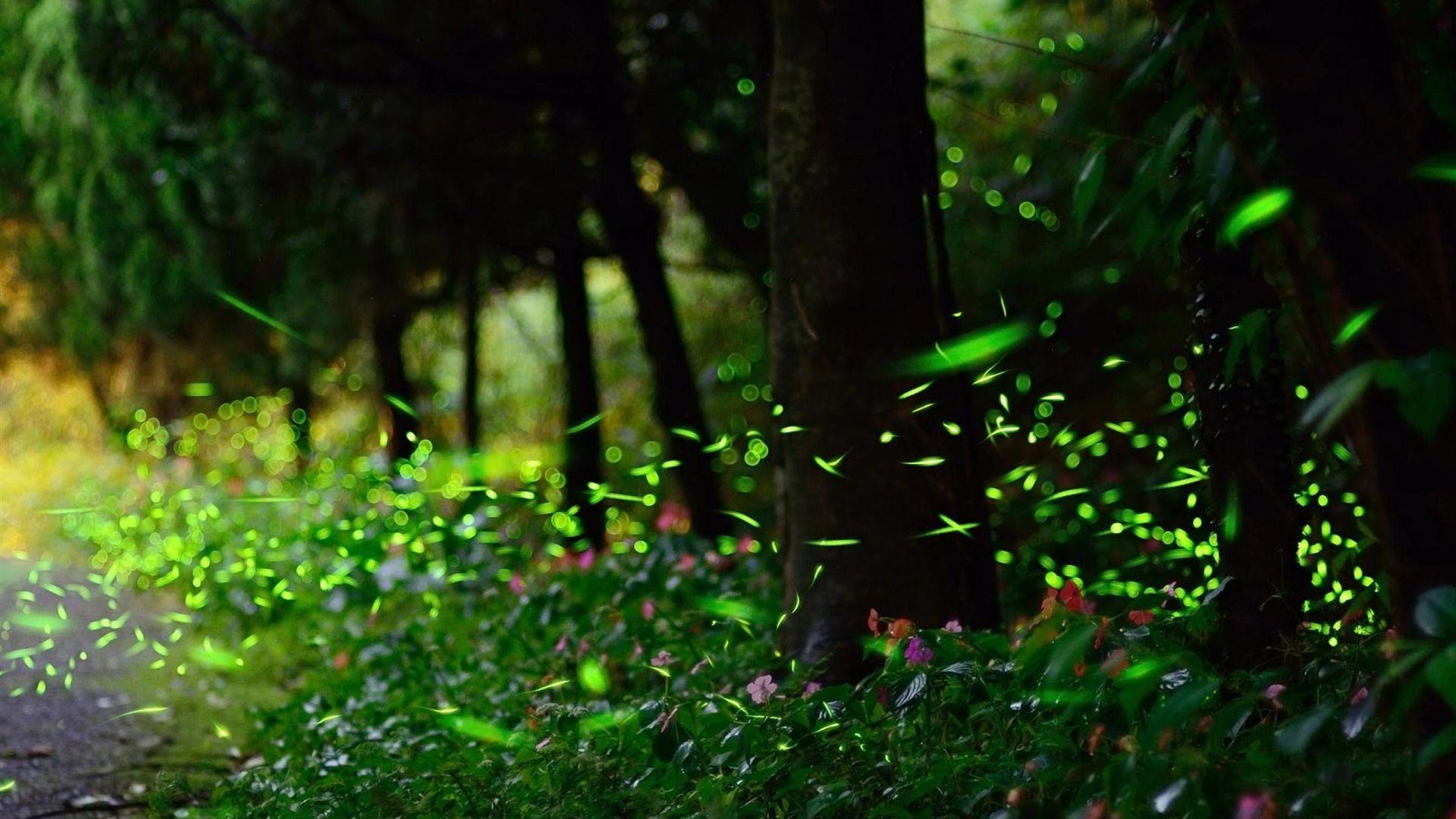 Wallpaper Blink of Into the Forest of Fireflies' Light