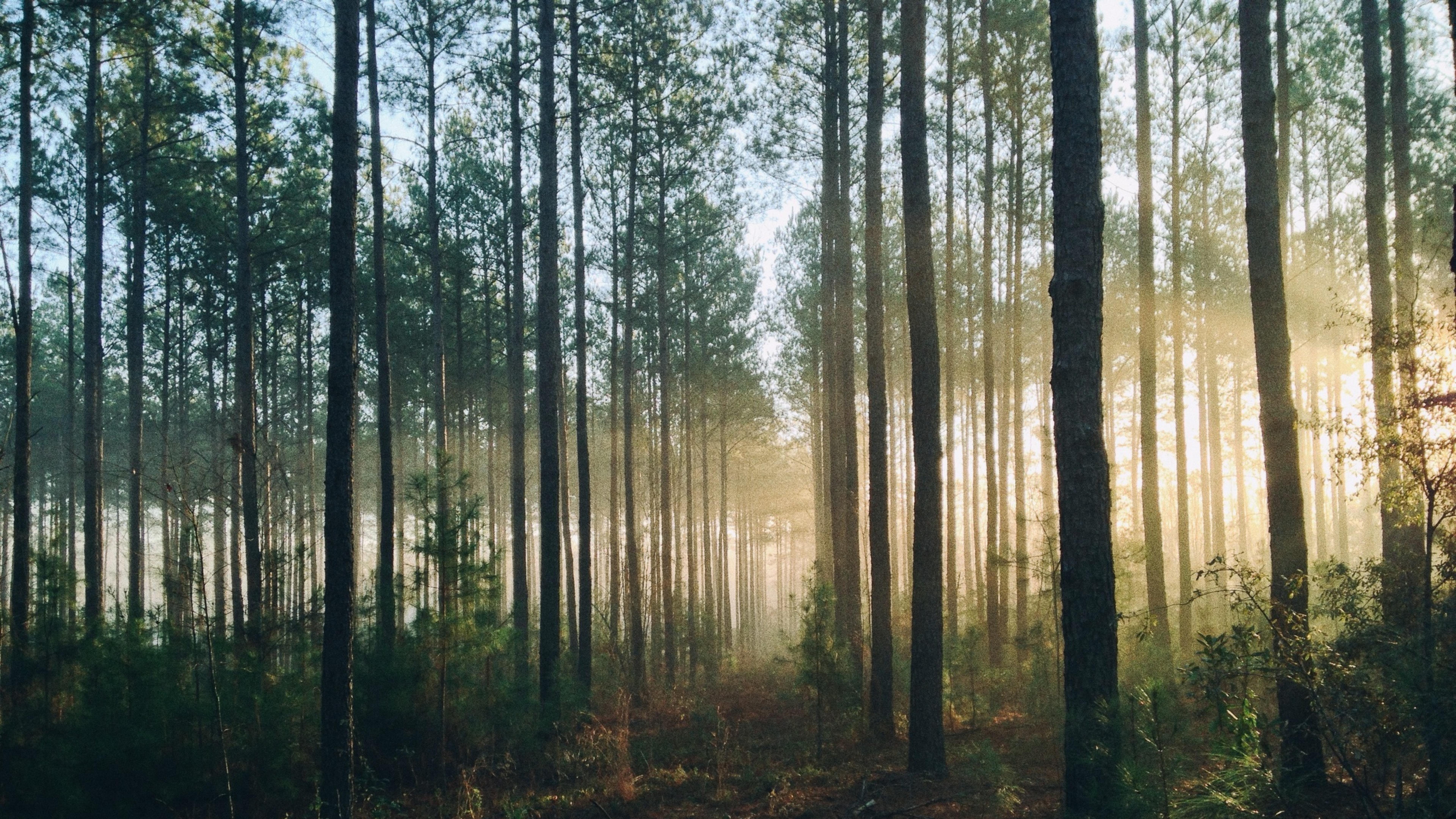 Grove, Ecosystem, Old Growth Forest, Light, Temperate Coniferous