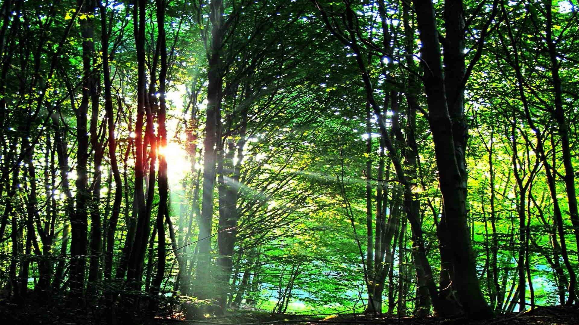 Forests: Out Nature Forest Light Ray Beauty Free Wallpaper Forests
