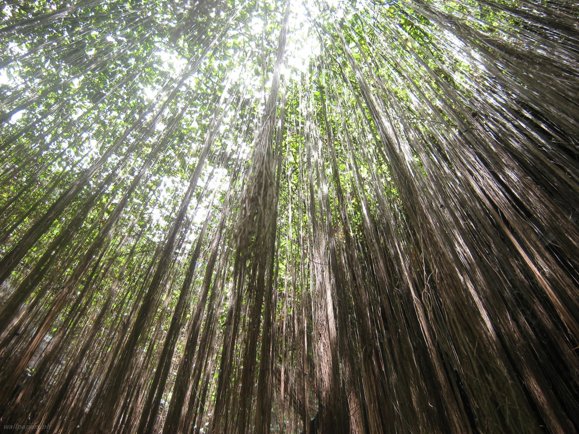 Forest: Forest Light Beauty Sunlight Nature Wallpaper 1920x1080