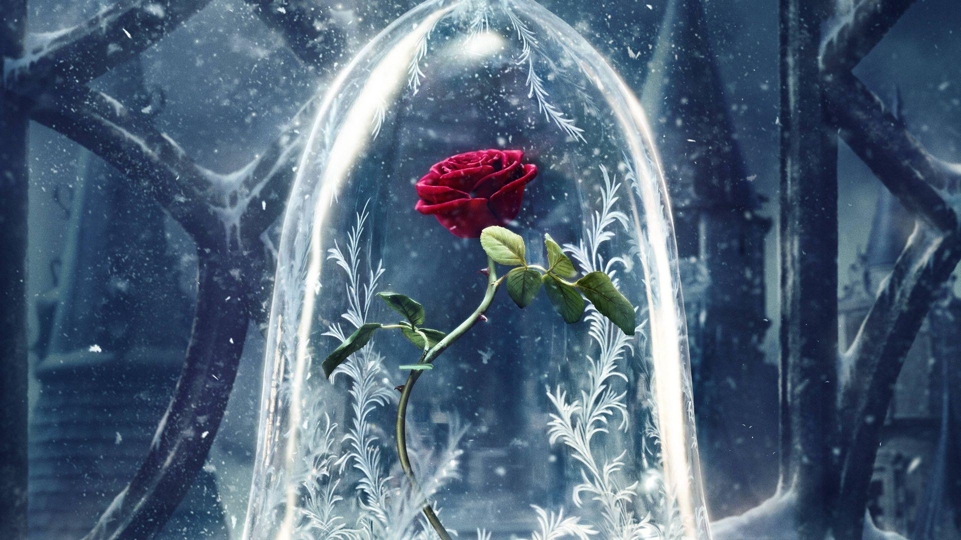 Wallpaper Beauty and the Beast, rose, red, best movies, Movies