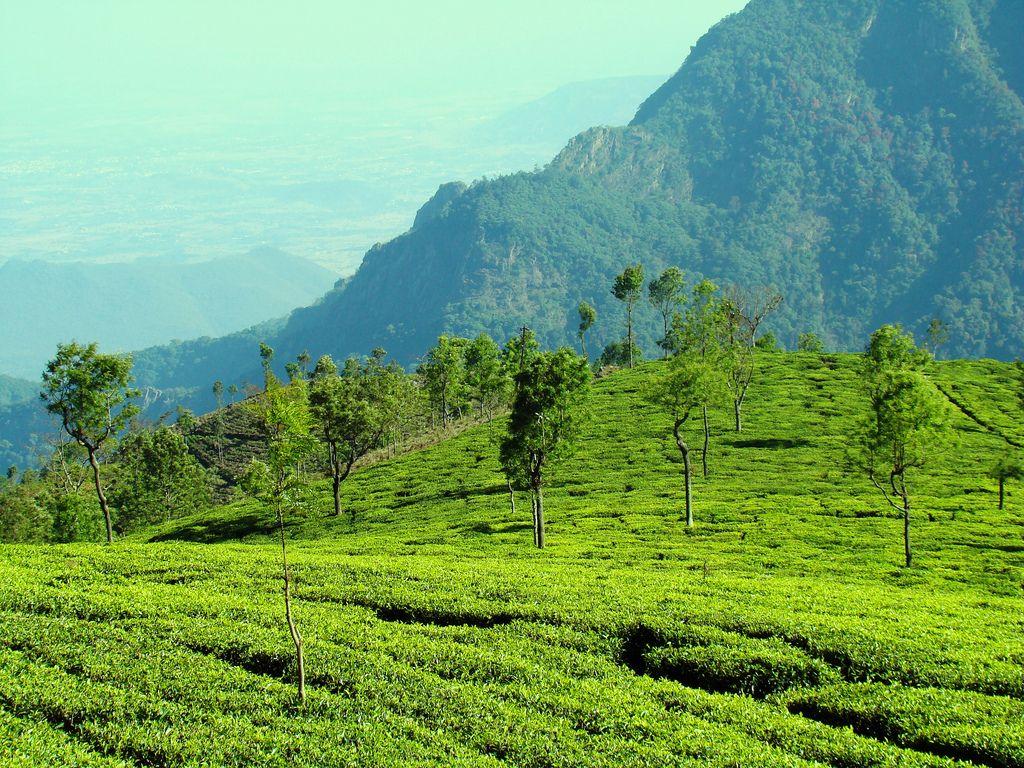 Ooty Wallpaper (image in Collection)