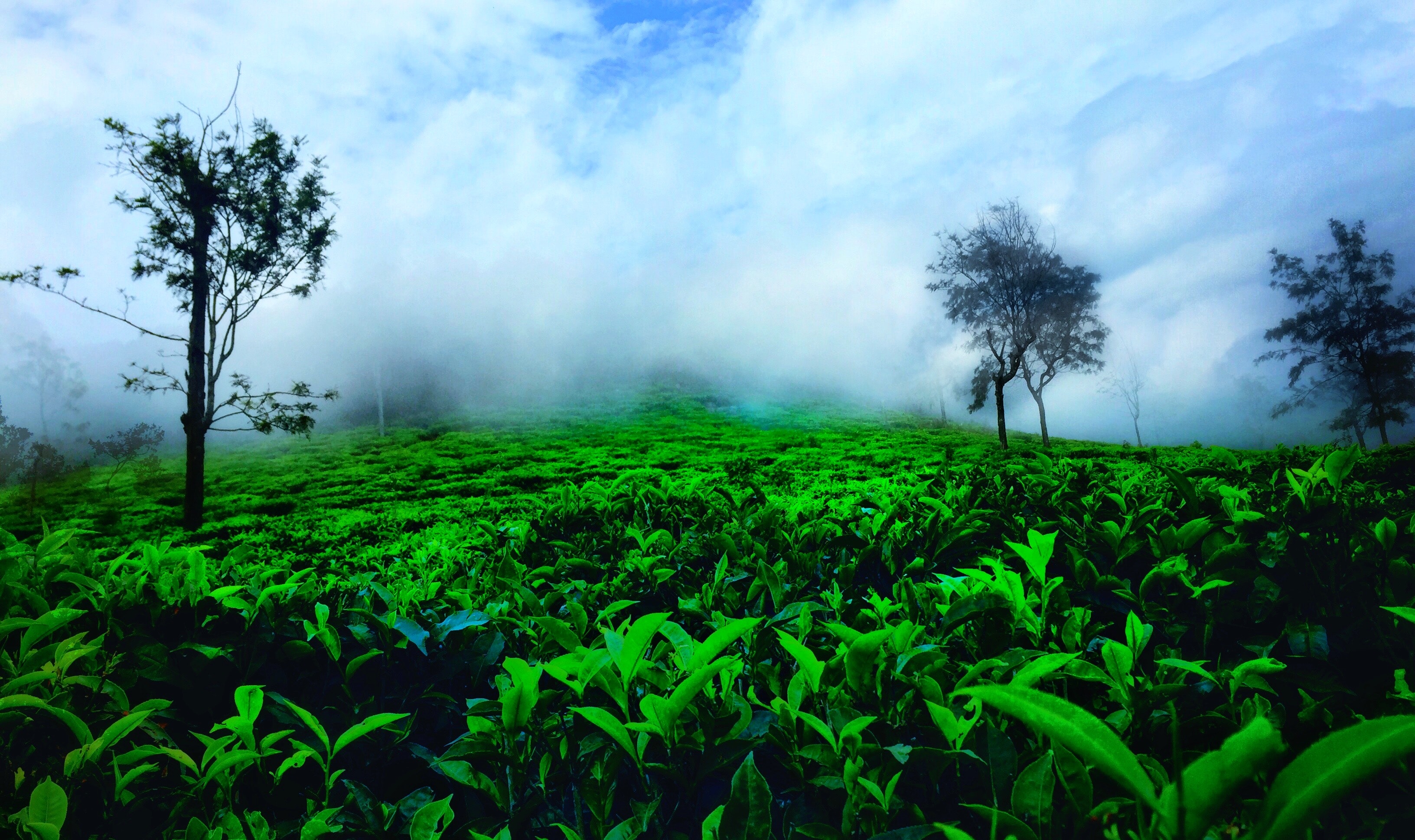 Free of #India #ooty #nature #green #clouds #mist #peace