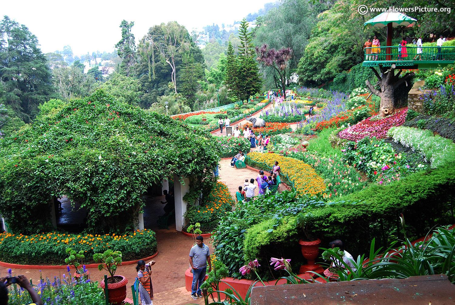 Ooty Flower Show 2017 Photo