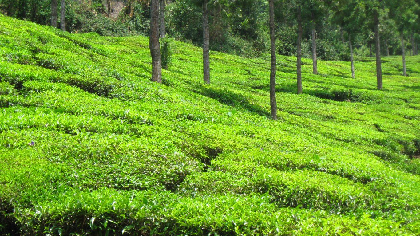Field: Green Tea Estate India South Nature Forest Greenery Scenery