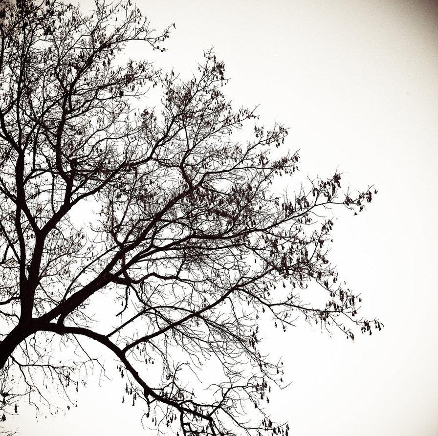 Download Tree Silhouette by tonydicks [896x892]. Tree