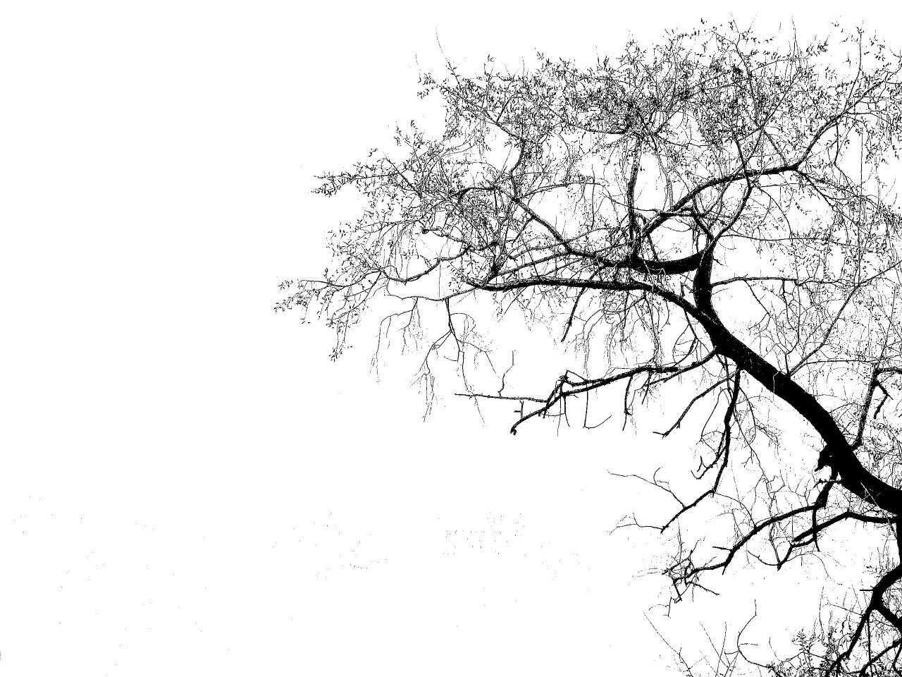 Download Trees Silhouette Wallpaper HD Walls [1280x960]. Tree