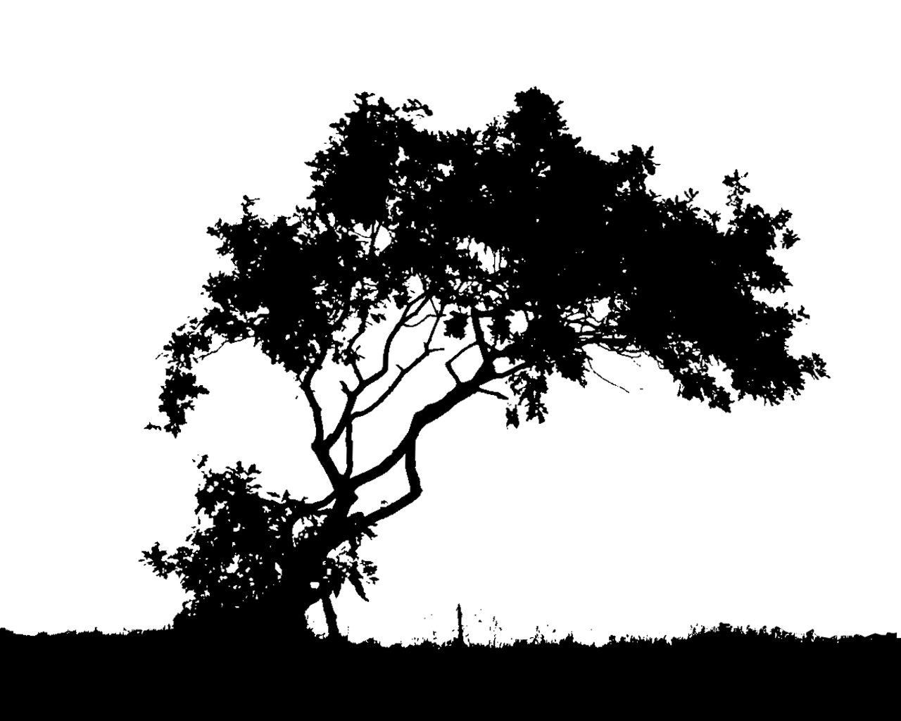 Tree Silhouette Wallpapers - Wallpaper Cave