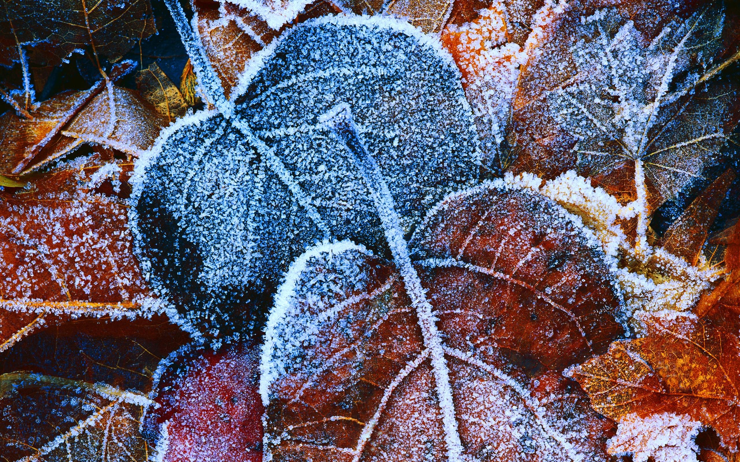 Frosty Autumn Leaves Wallpaper in jpg format for free download