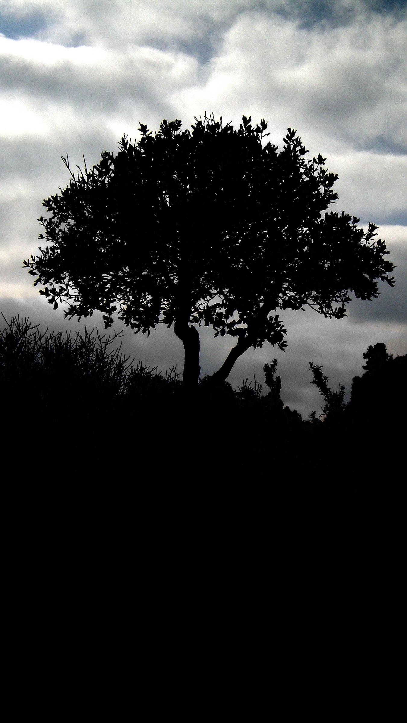Download wallpaper 1350x2400 tree, silhouette, night, clouds, grass