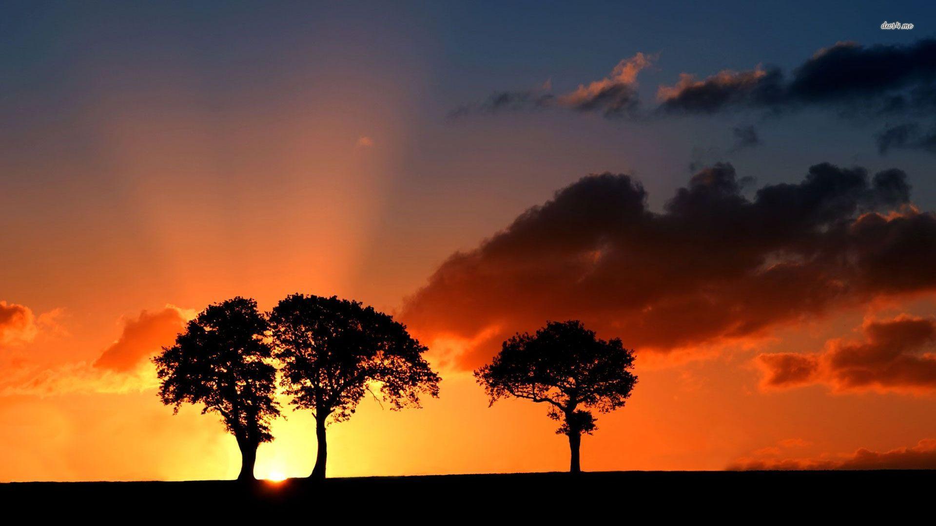 Tree silhouettes in the sunset wallpaper wallpaper