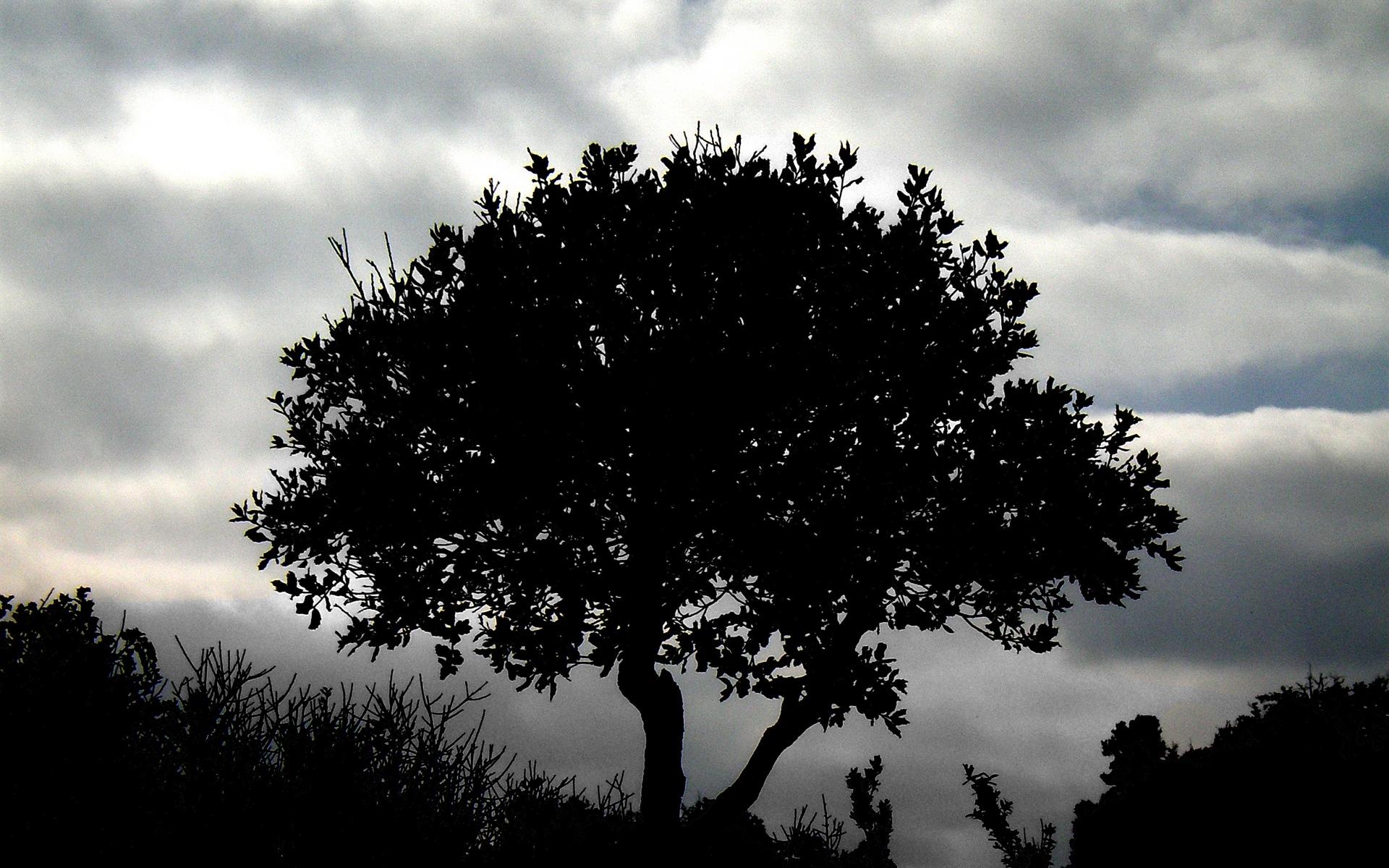 Download wallpaper 1920x1200 tree, silhouette, night, clouds, grass