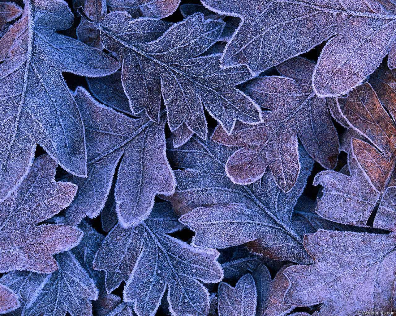 HD wallpaper: Detail of leaves covered in frost, closeup, nobody, nature,  outside | Wallpaper Flare