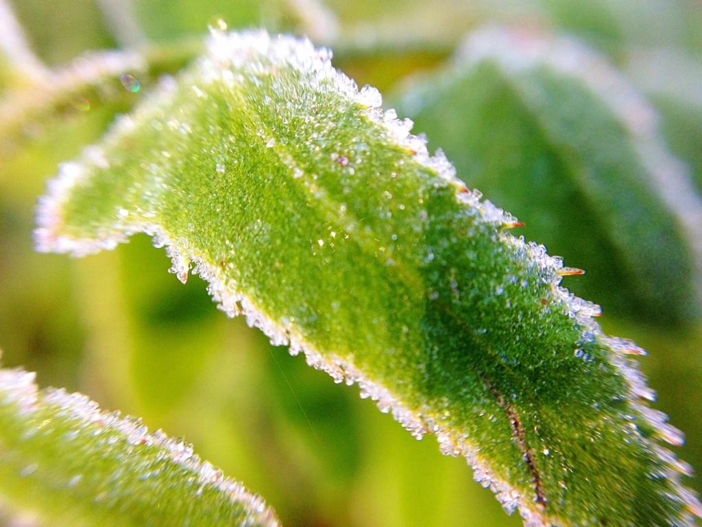 Frosting Autumn Leaves Wallpaper High Quality