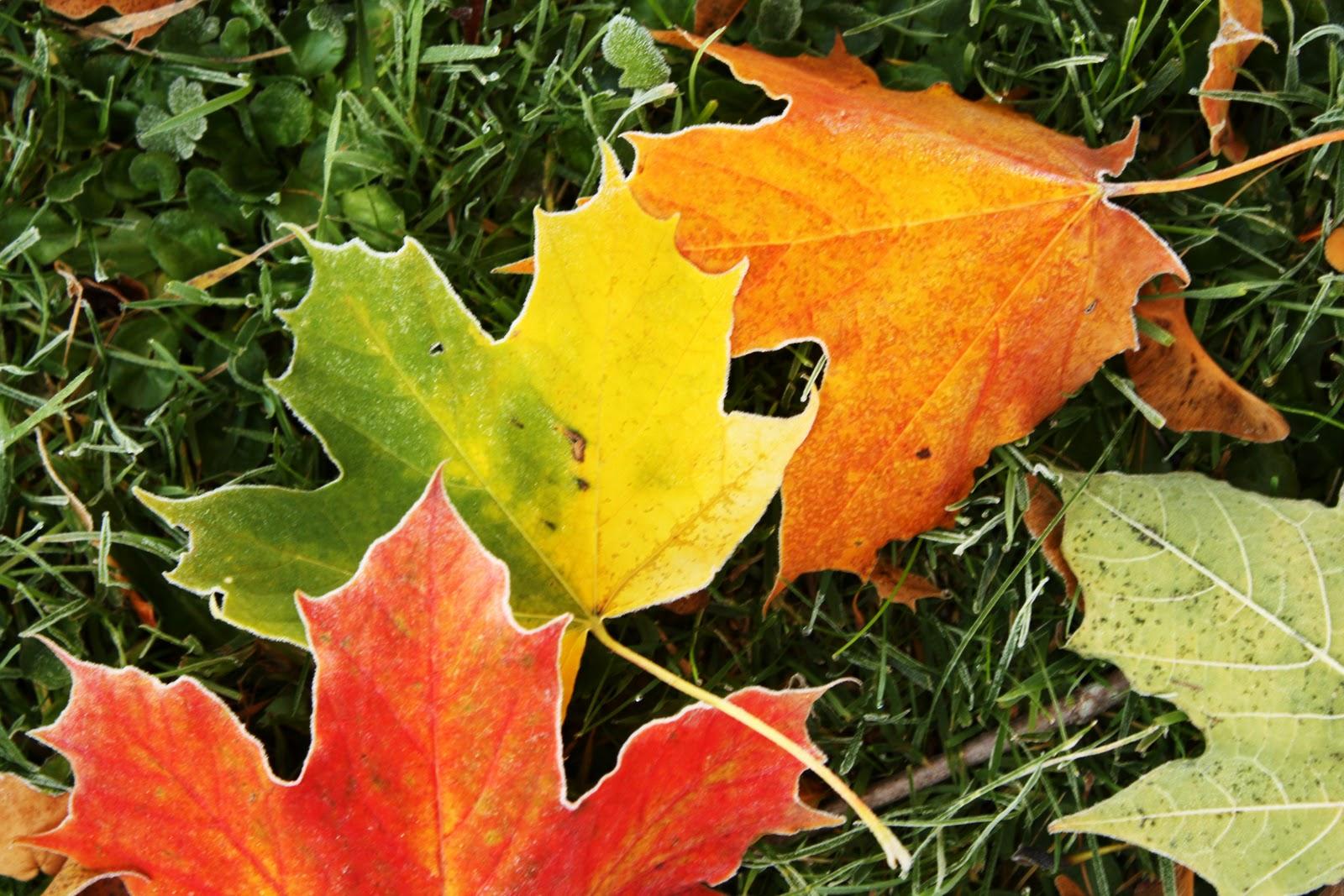 Frosted Autumn Leaves Wallpapers Wallpaper Cave