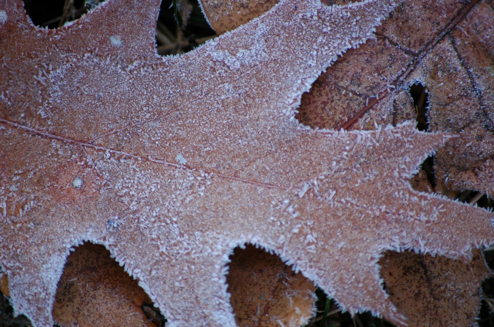 Frosted Autumn Leaves Wallpapers Wallpaper Cave