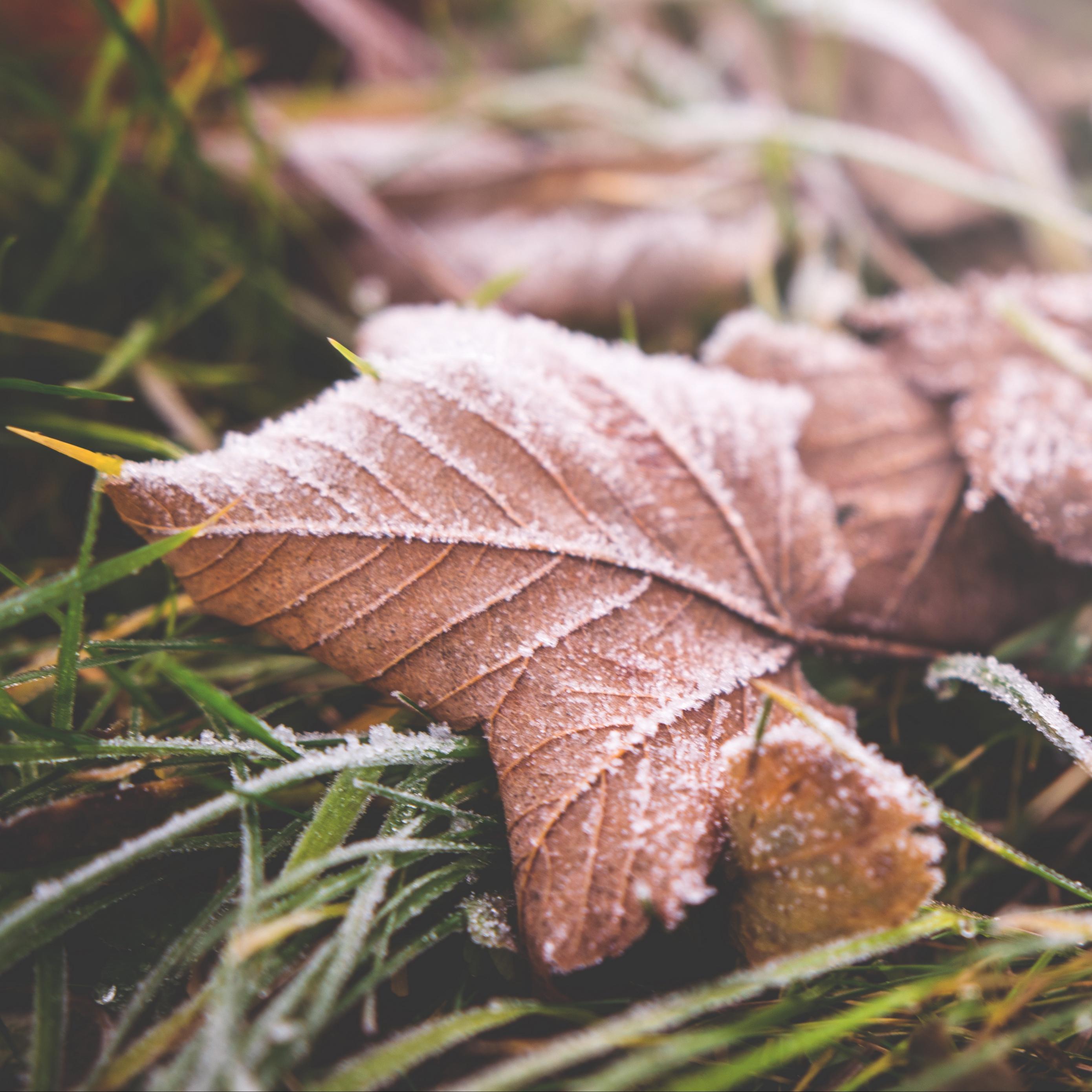 Download wallpaper 2780x2780 leaf, fall, frost, dry ipad air, ipad
