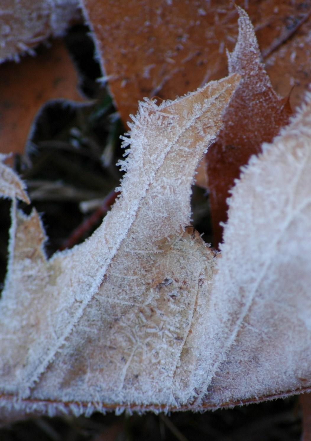 Frosted Autumn Leaves Wallpapers Wallpaper Cave