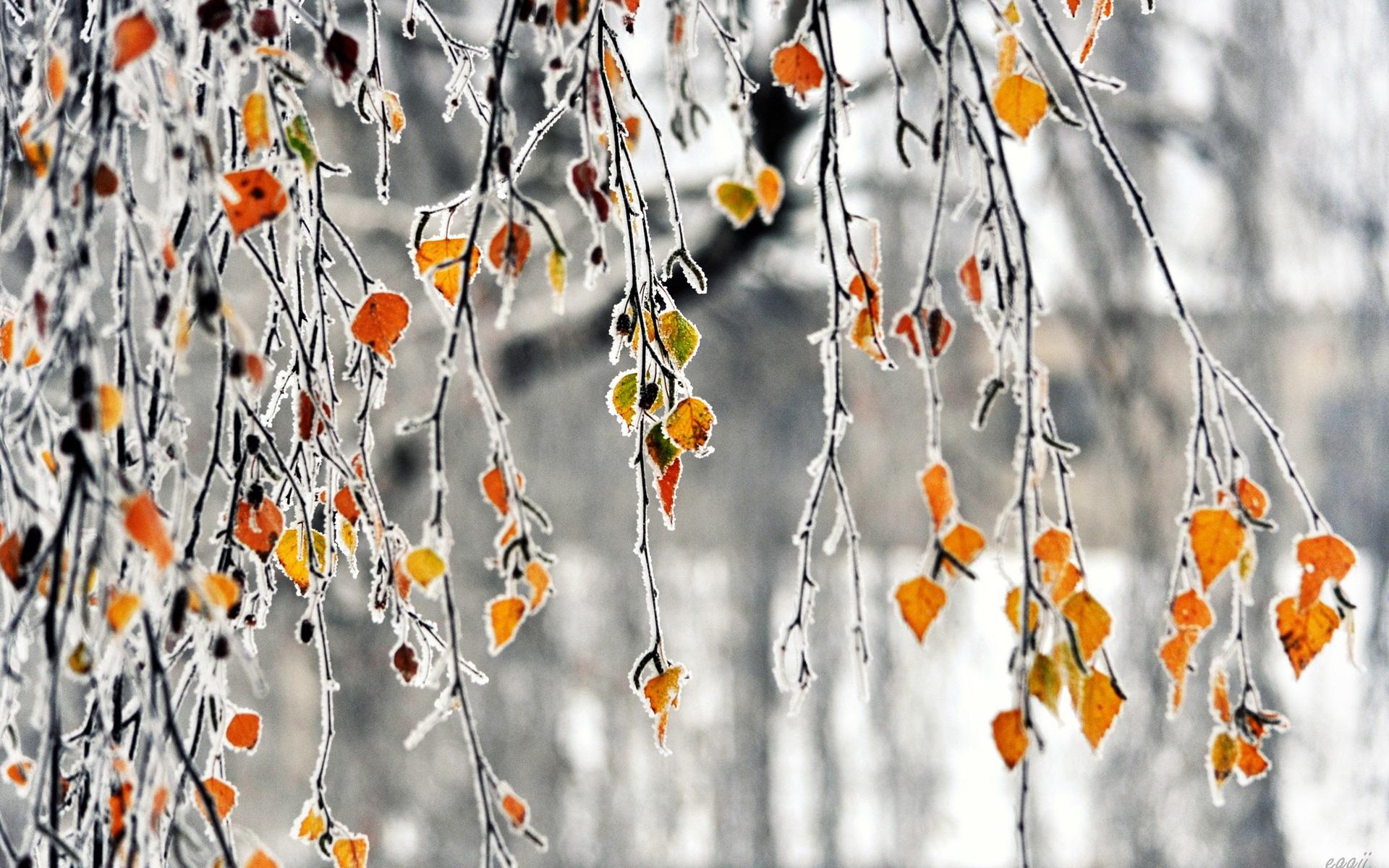 Wallpaper Autumn, branches, yellow leaves, frost 1920x1200 HD Picture, Image