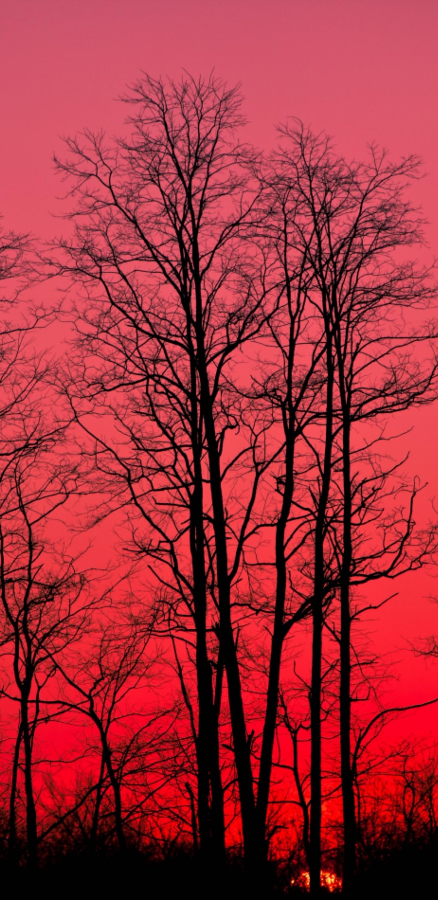 Download 1440x2960 Red Sky, Forest, Tree Silhouette Wallpaper