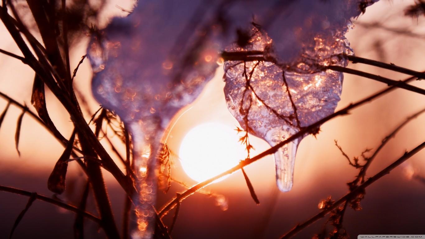 Frosted Tag wallpaper: Frosted Tulips Pretty Fragil Red Flower