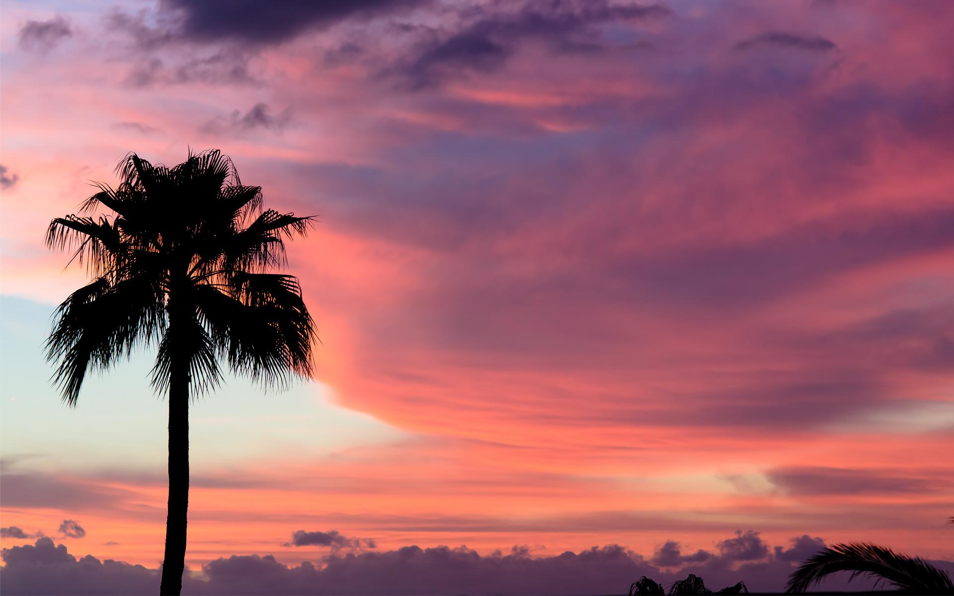 Palm Tree Silhouette Wallpaper Picture 49768 1920x1200px