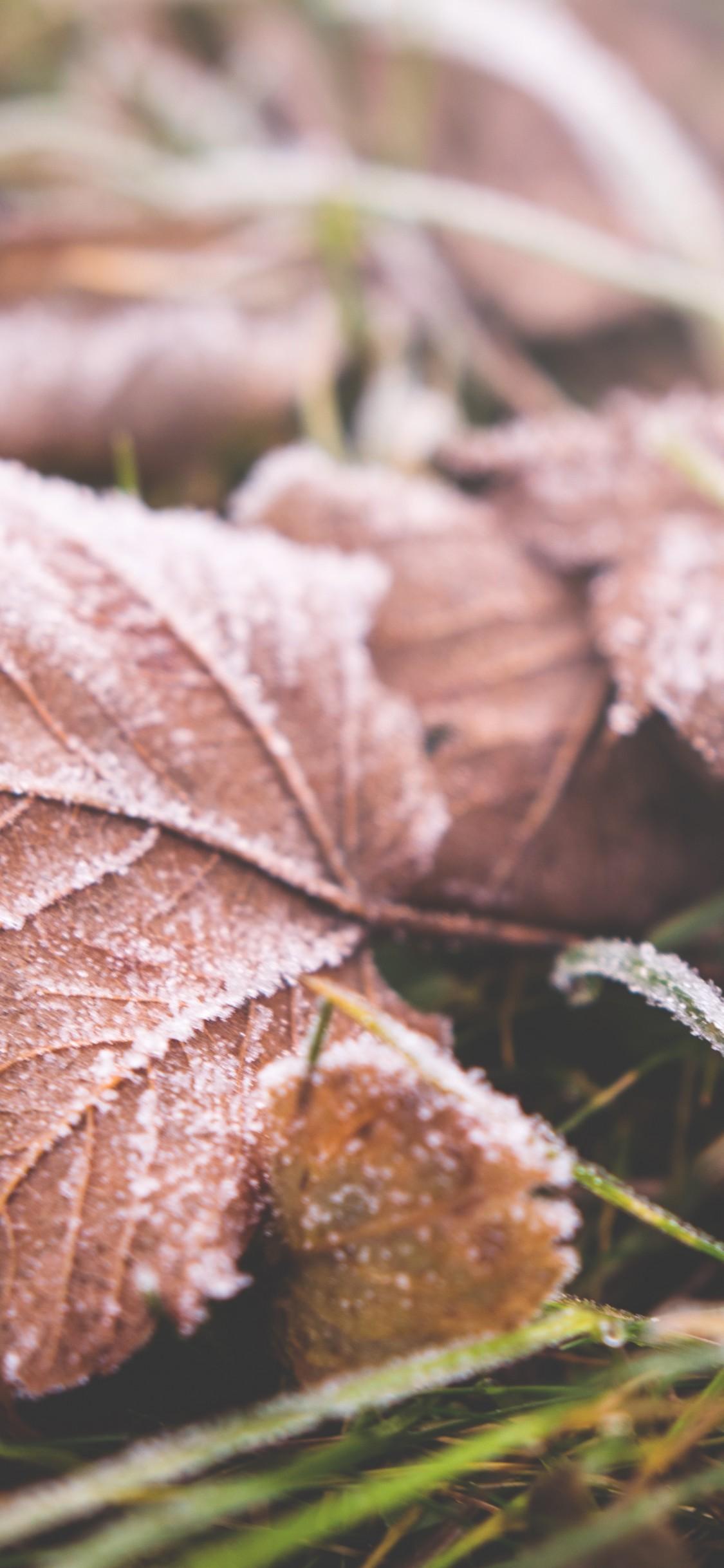 Download 1125x2436 Leaves, Frost, Autumn Wallpaper for iPhone X
