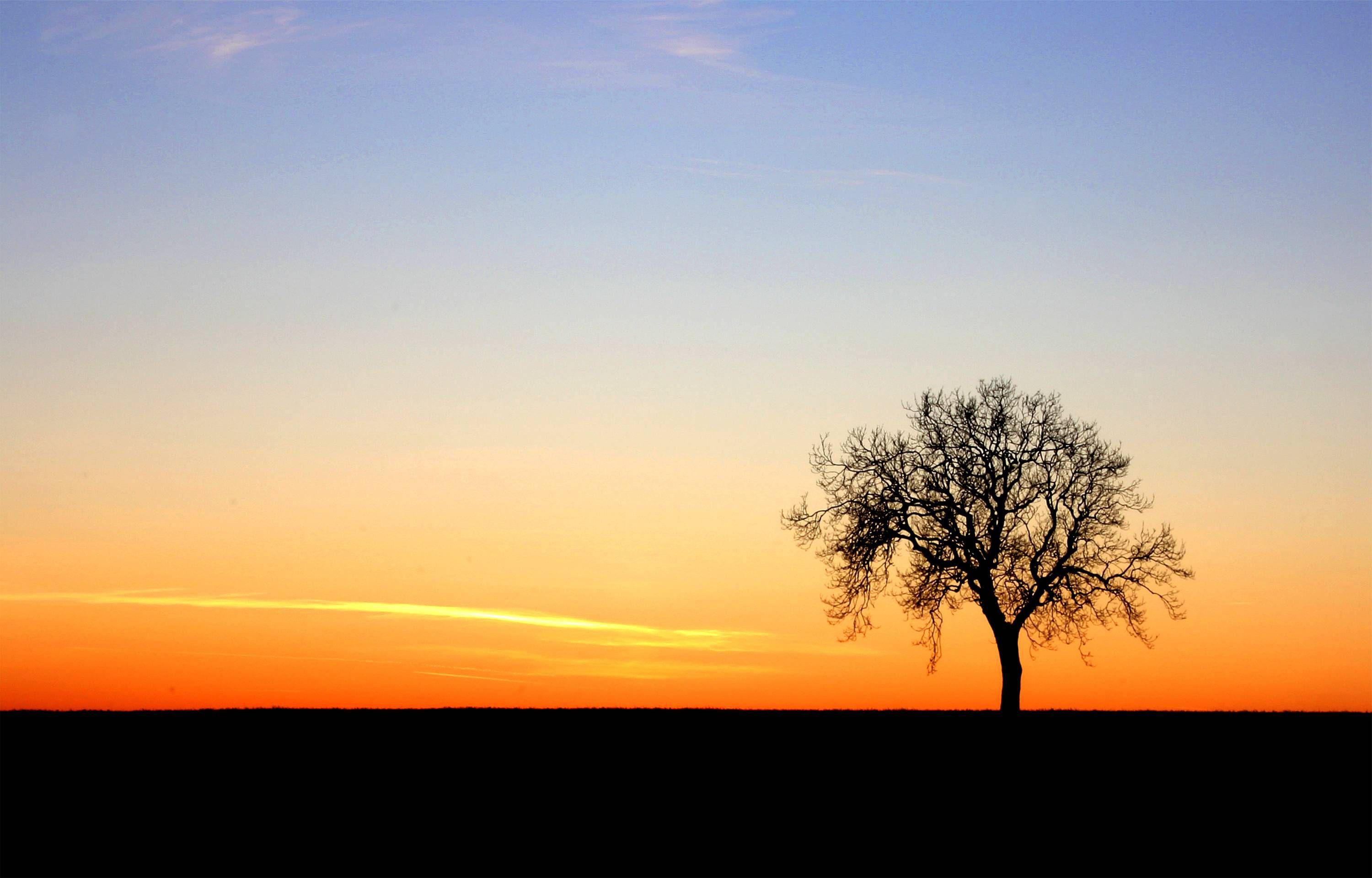 sunset tree. Ideas for paintings to teach. Tree silhouette