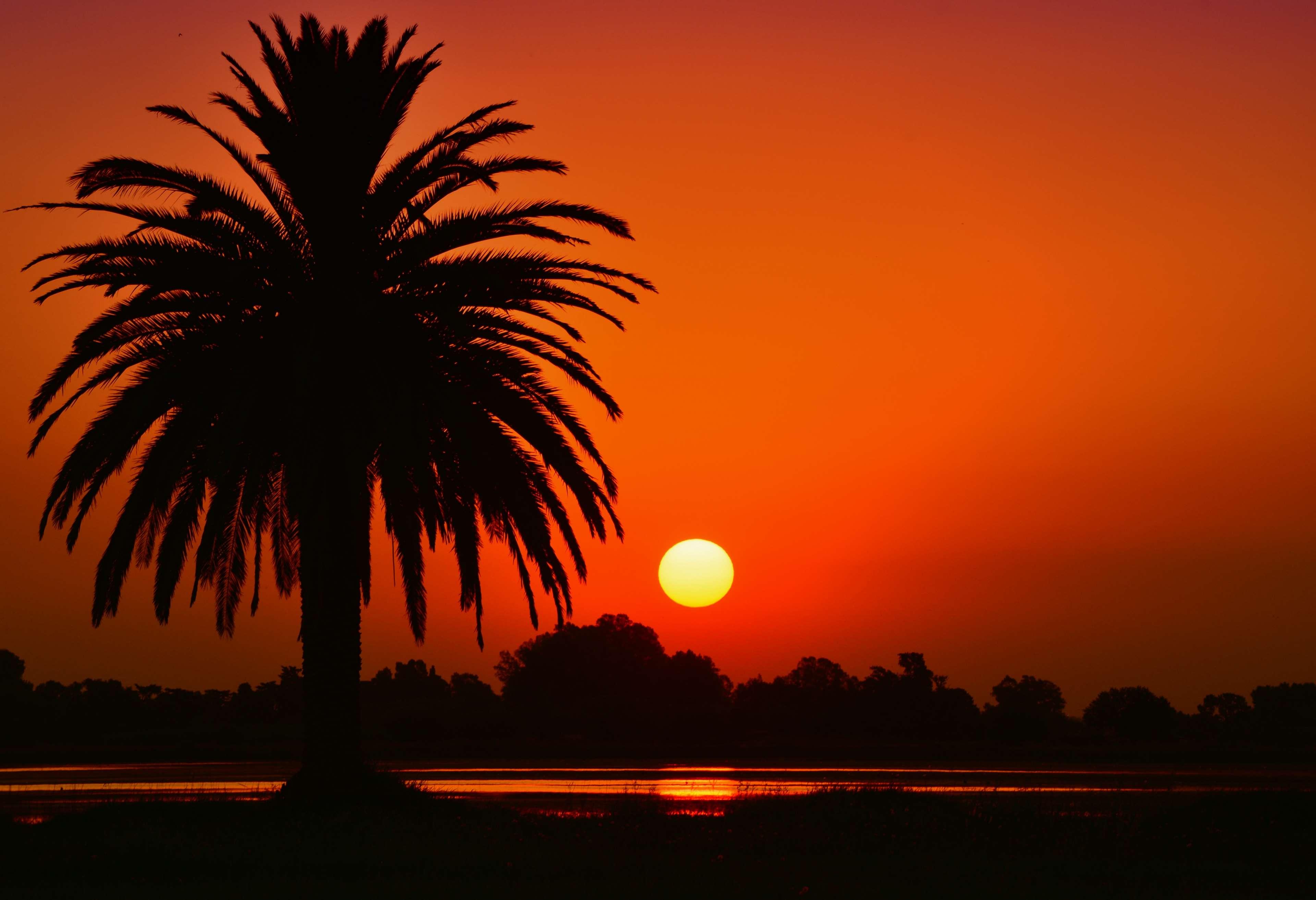 laguna, landscape, palm tree, silhouette, sunset 4k