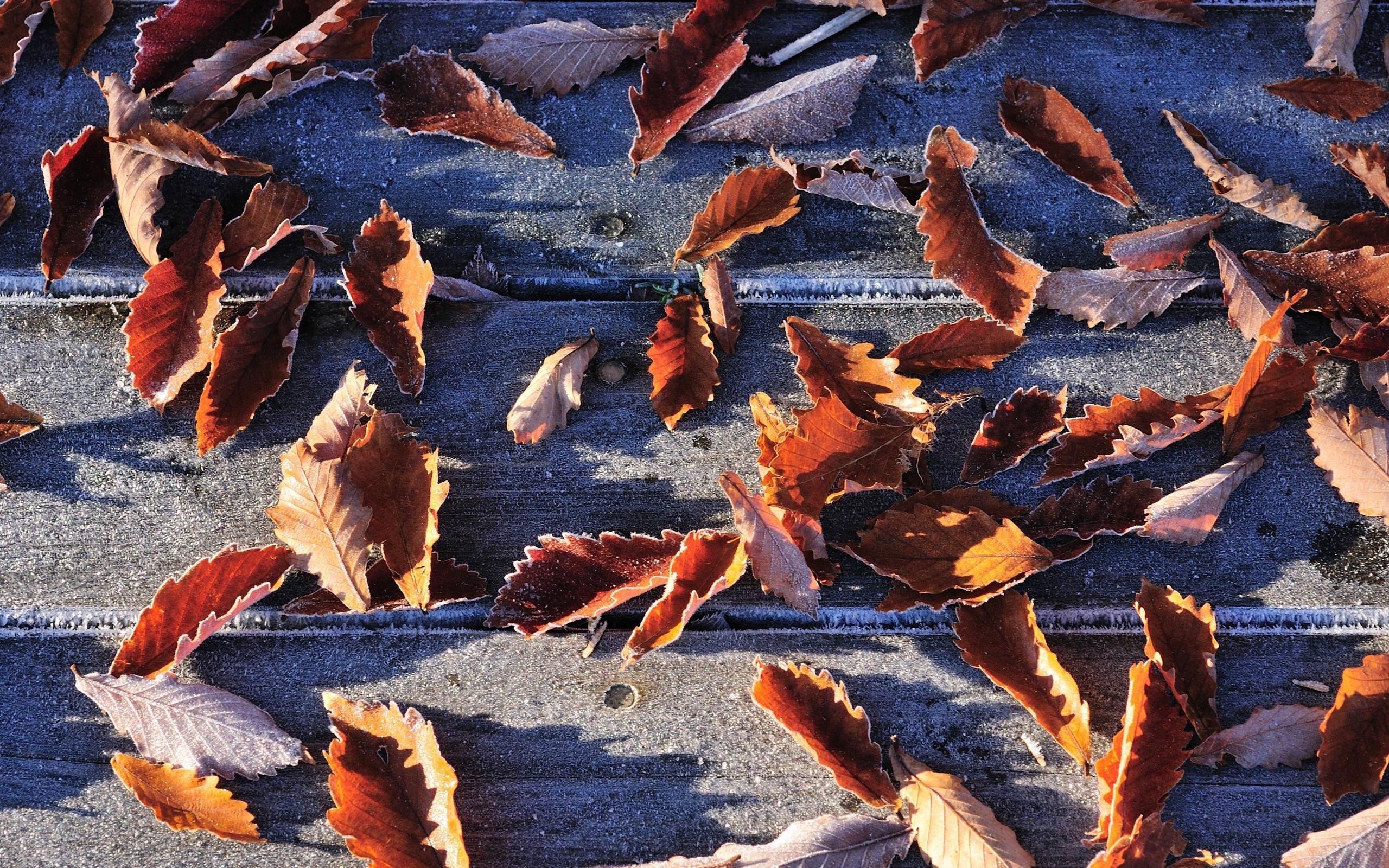 Leaves Fall Fallen Frost Image, HD Wallpaper