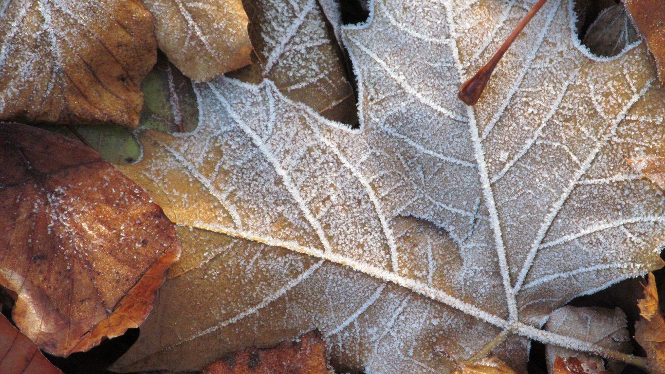 Frosted Autumn Leaves Wallpapers Wallpaper Cave