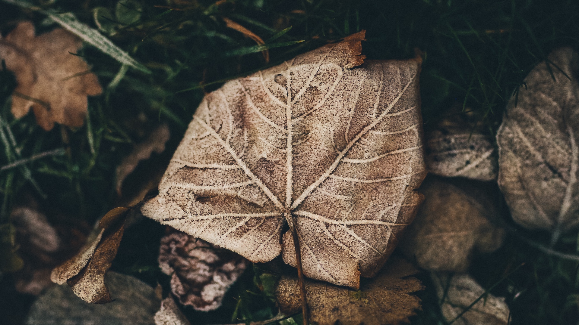 Frosted Autumn Leaves Wallpapers Wallpaper Cave