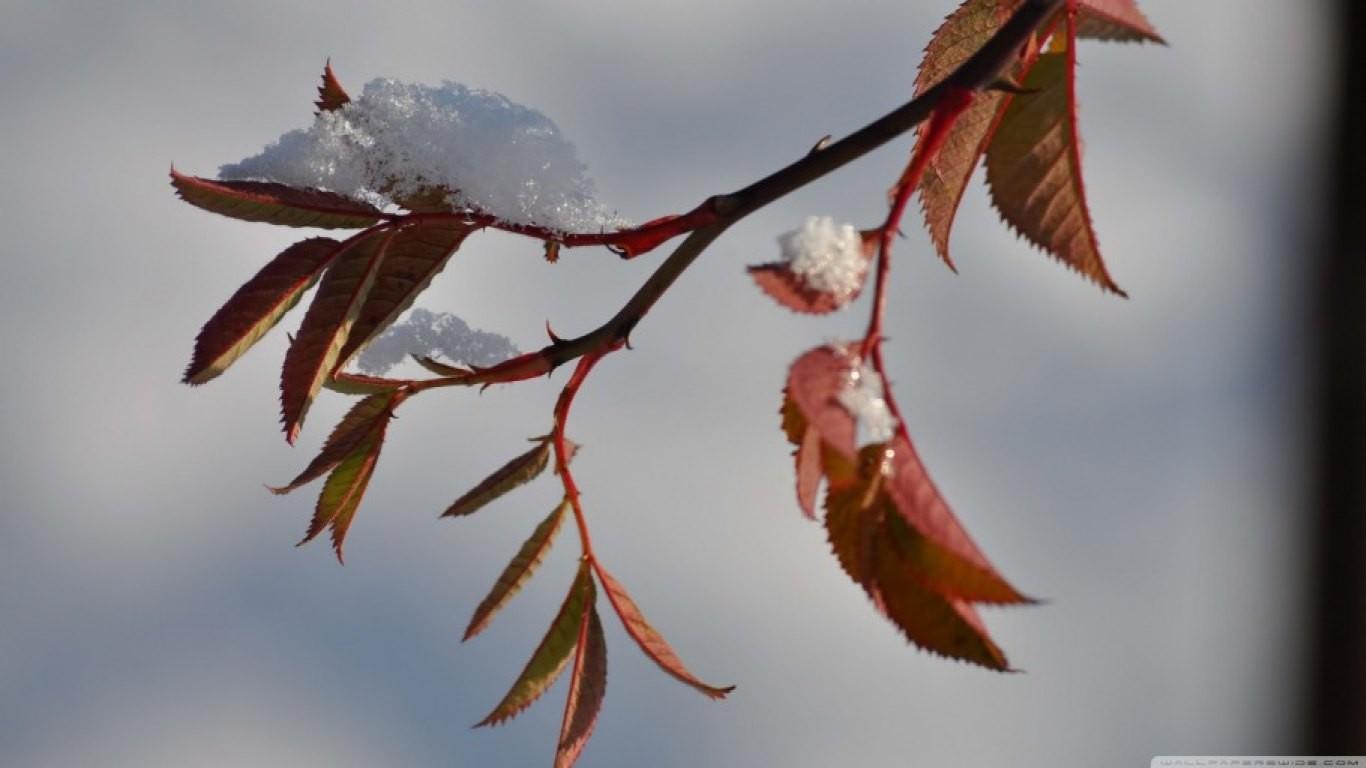 Frosted Tag wallpaper: Frosted Water Snow Tree Forest Sky Lake Cold