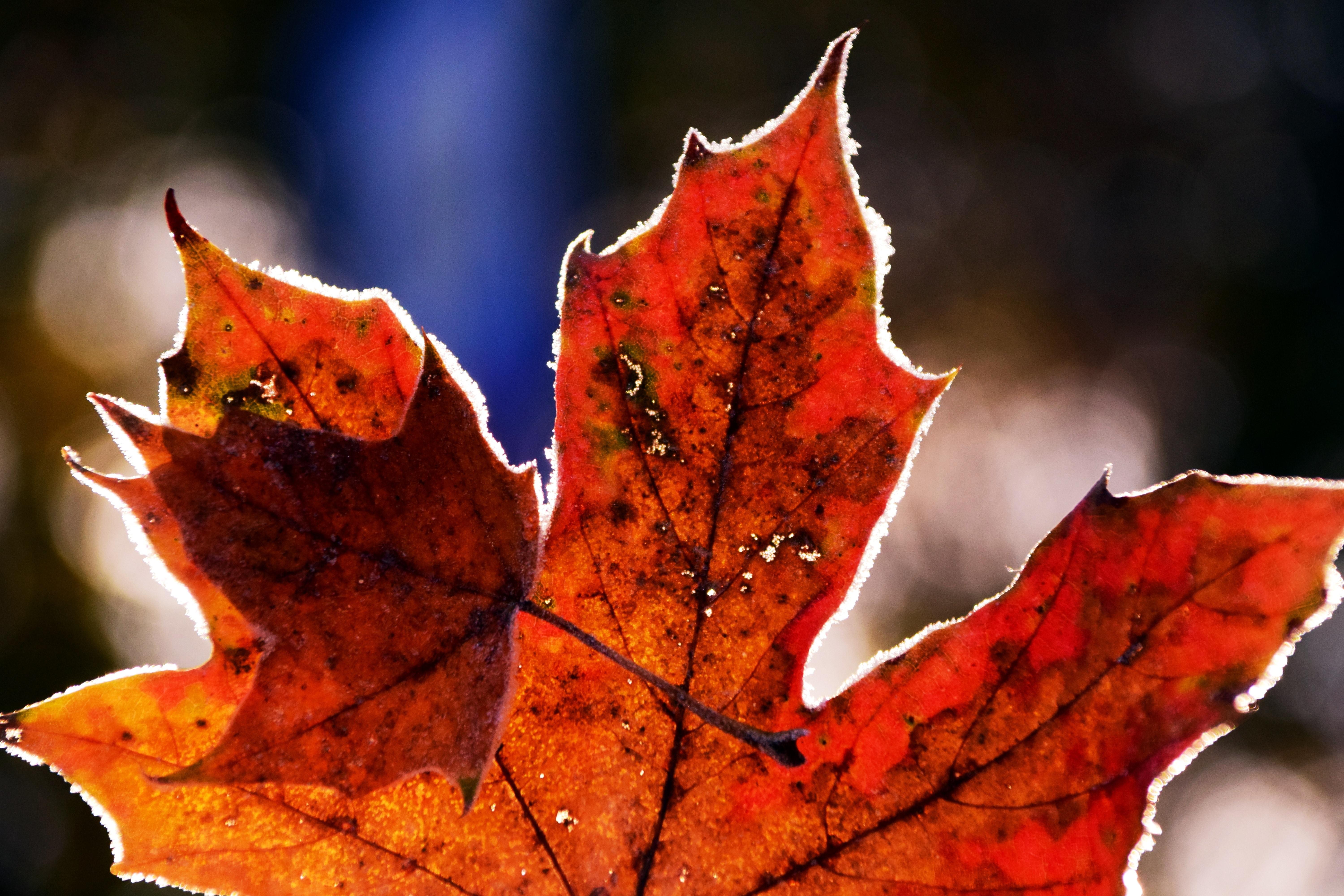 Frosted Autumn Leaves Wallpapers - Wallpaper Cave