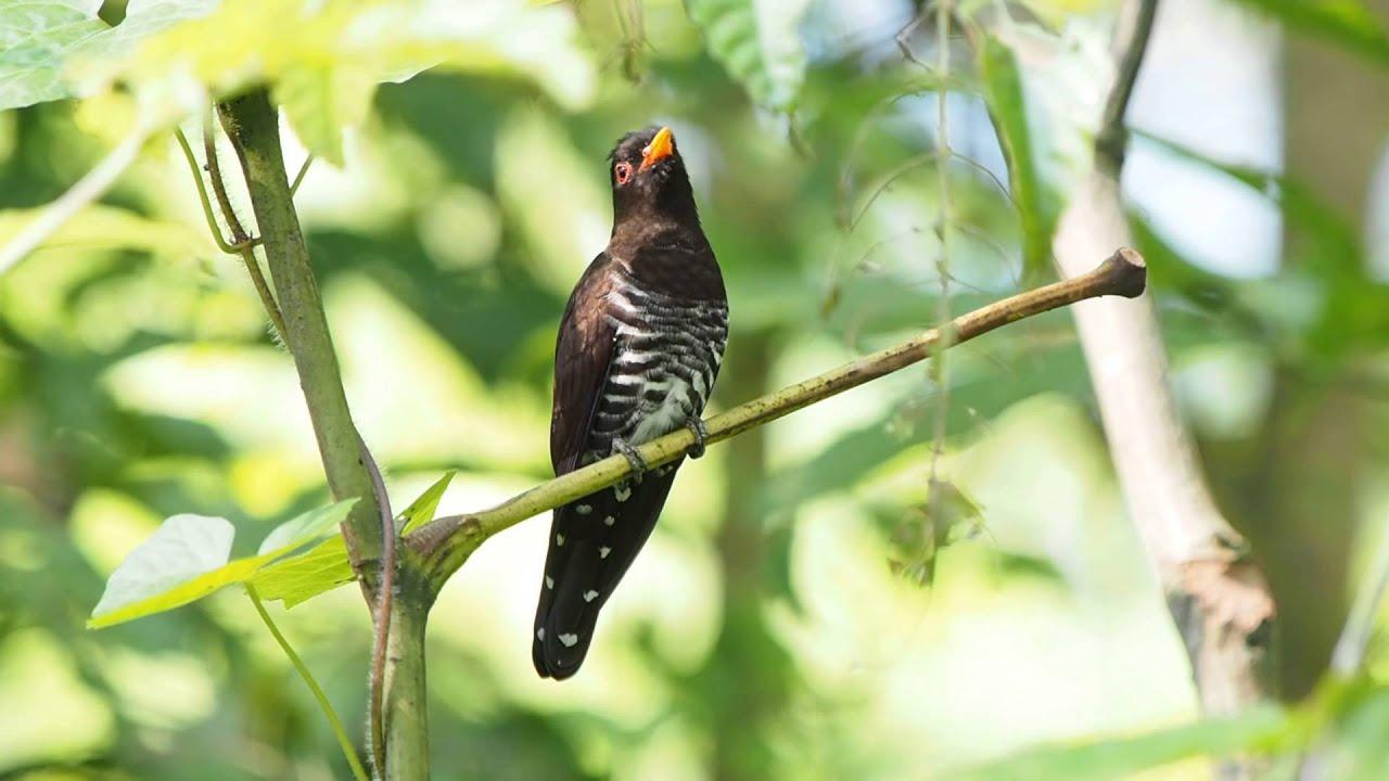 Violet cuckoo 2.MOV