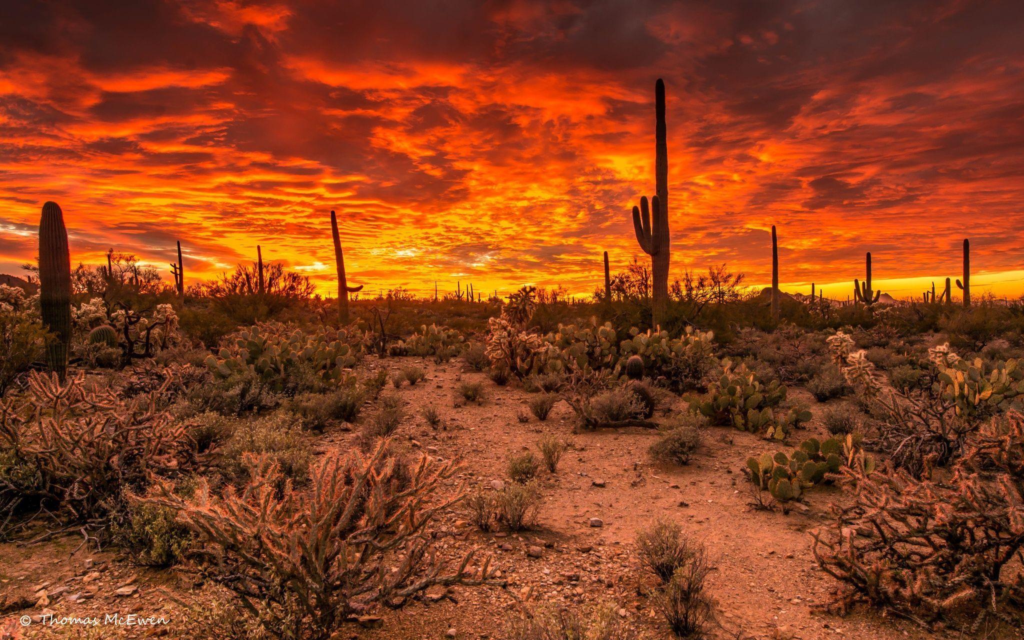 Tucson Sunset Wallpaper