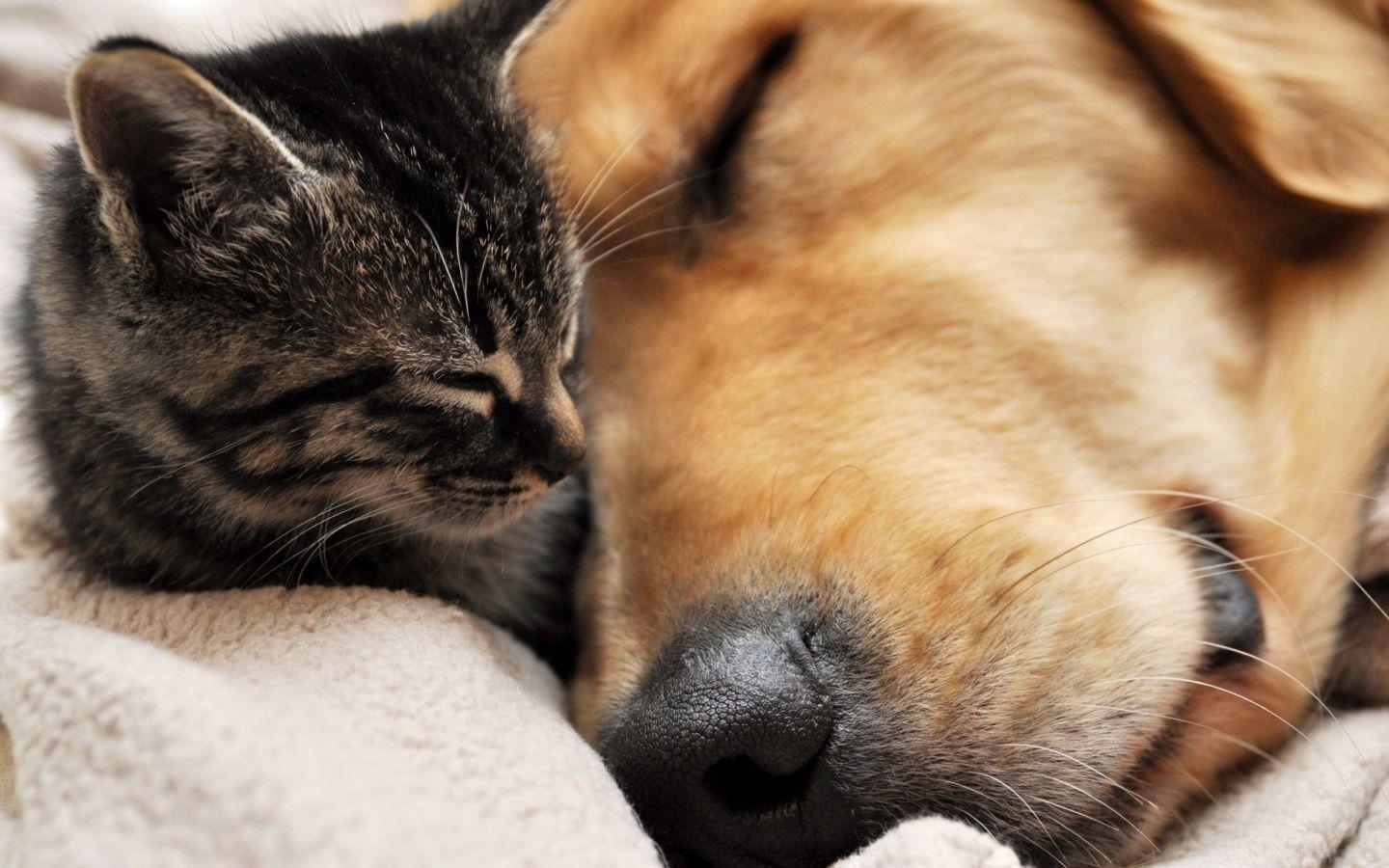 animal best friends. Animal Friends Asleep Windows 8 Wallpaper