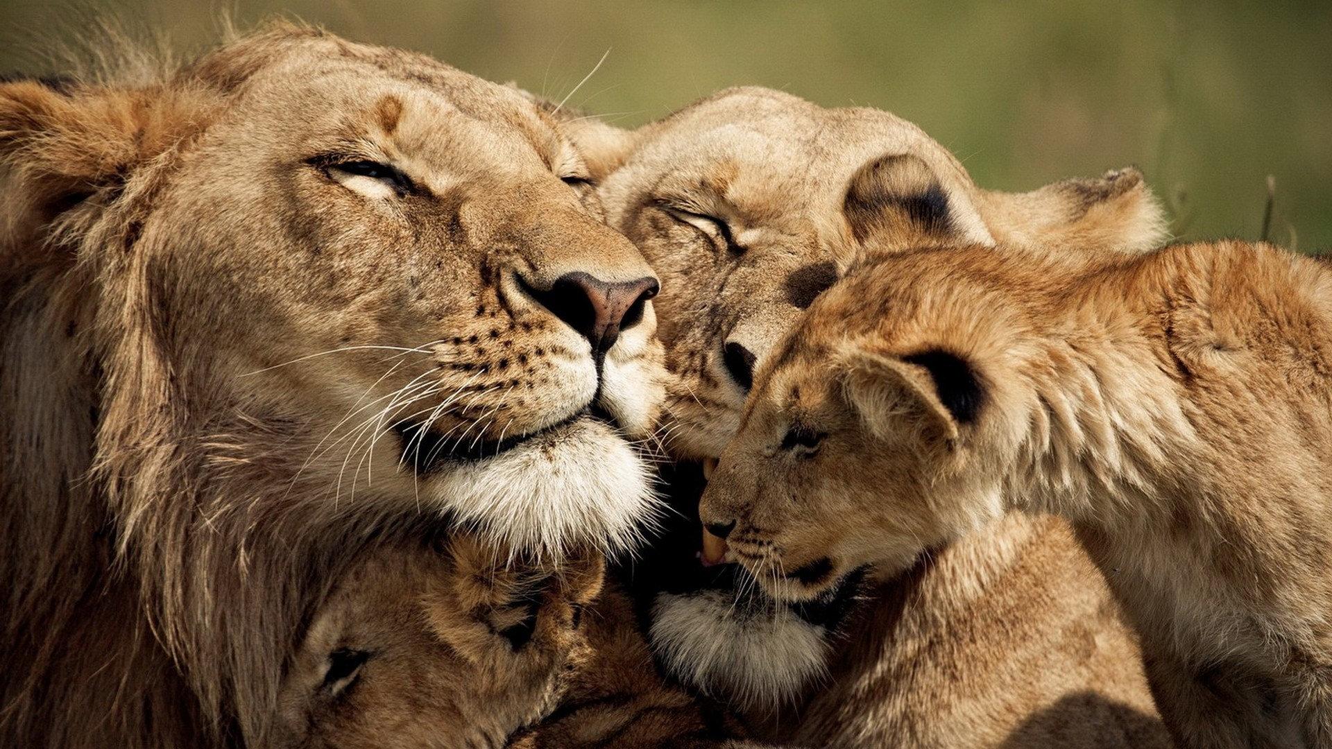 Download PRIDE OF LIONSBING IMAGES OUR ANIMAL FRIENDS NR 1
